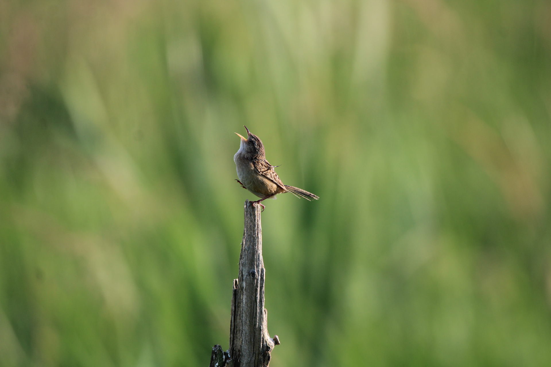 Sedge Wren