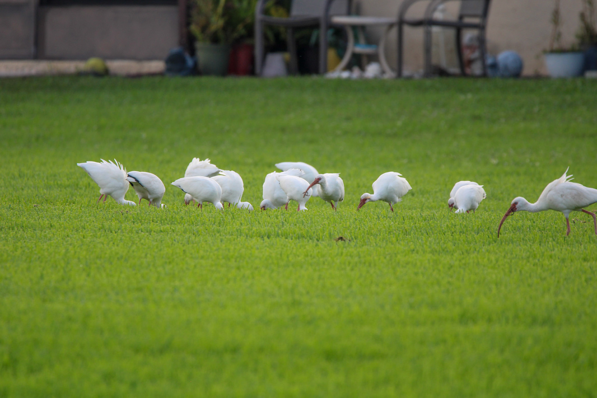 White Ibis