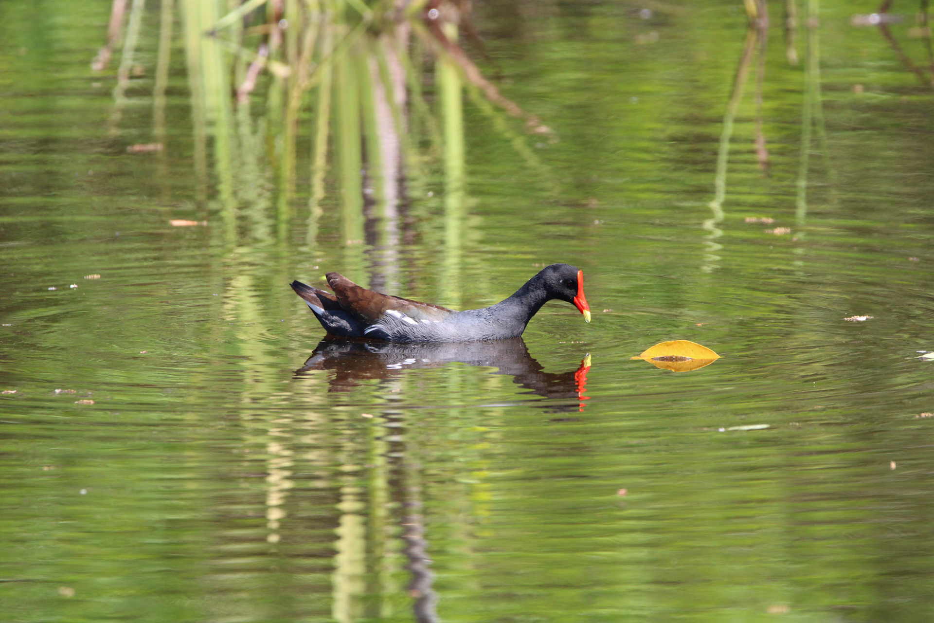 Common Gallinule - Wakodahatchee Wetlands