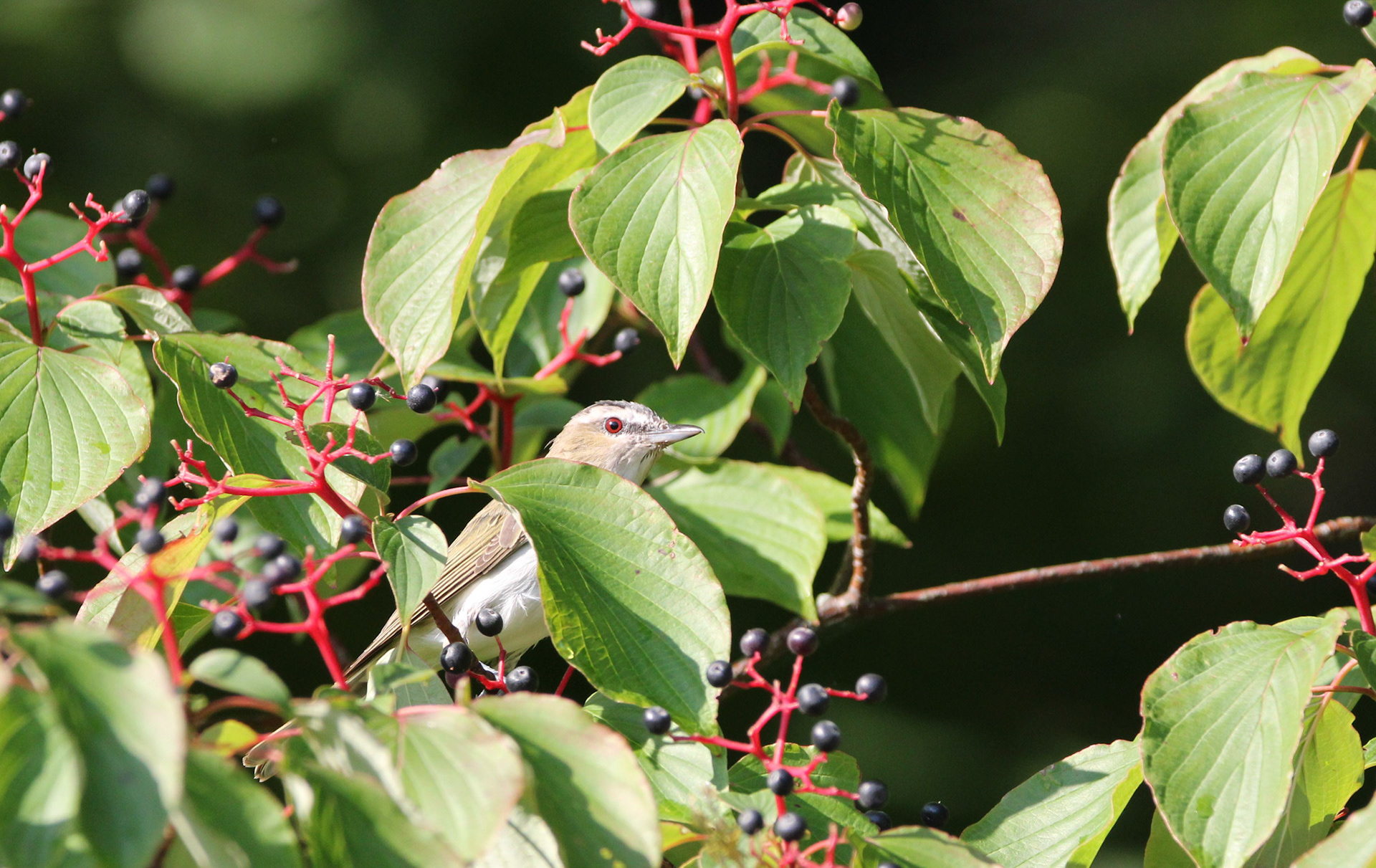 Red-eyed Vireo