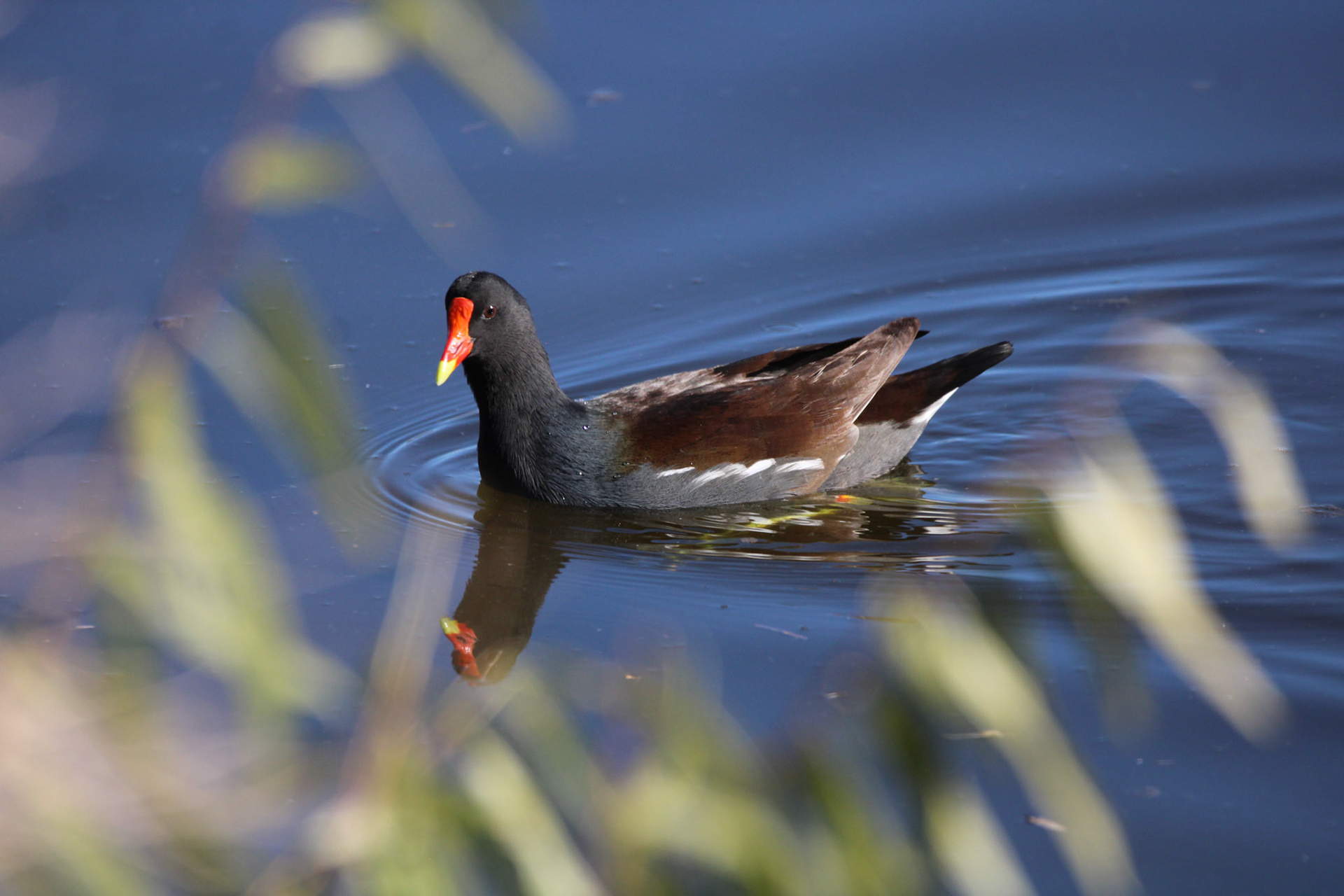 Common Gallinule