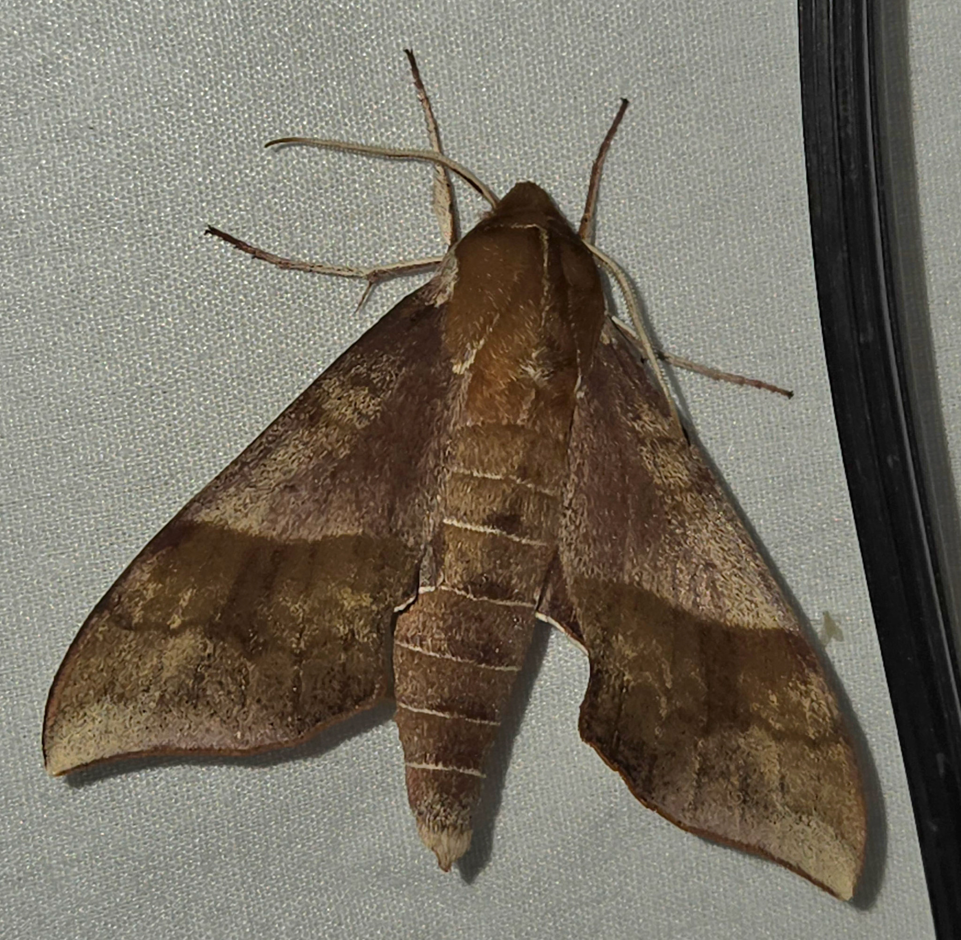 Virginia Creeper Sphinx Moth