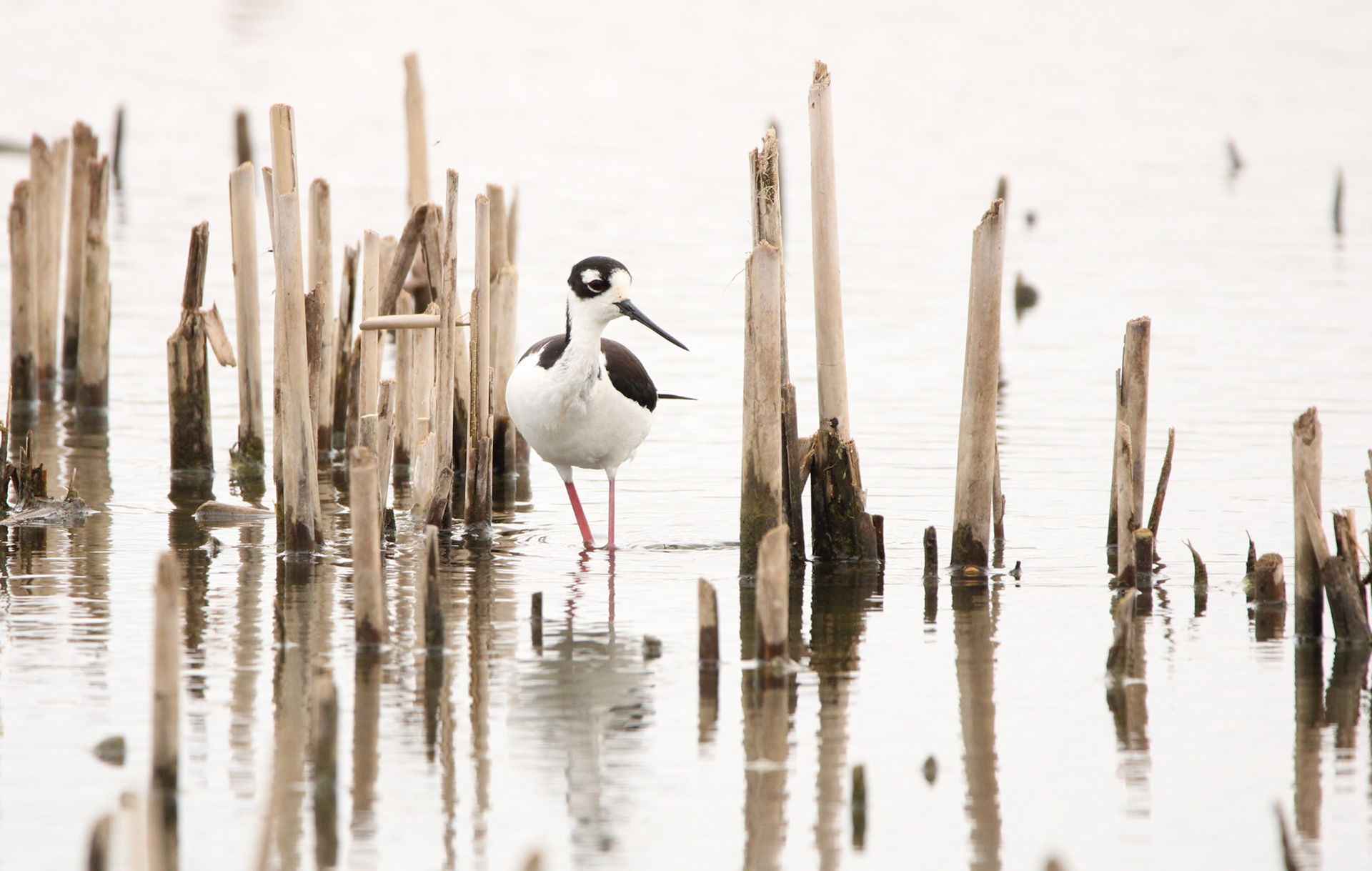 Black-necked Stilt
