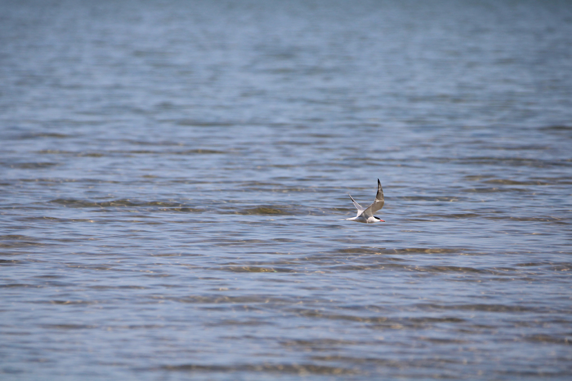 Common Tern