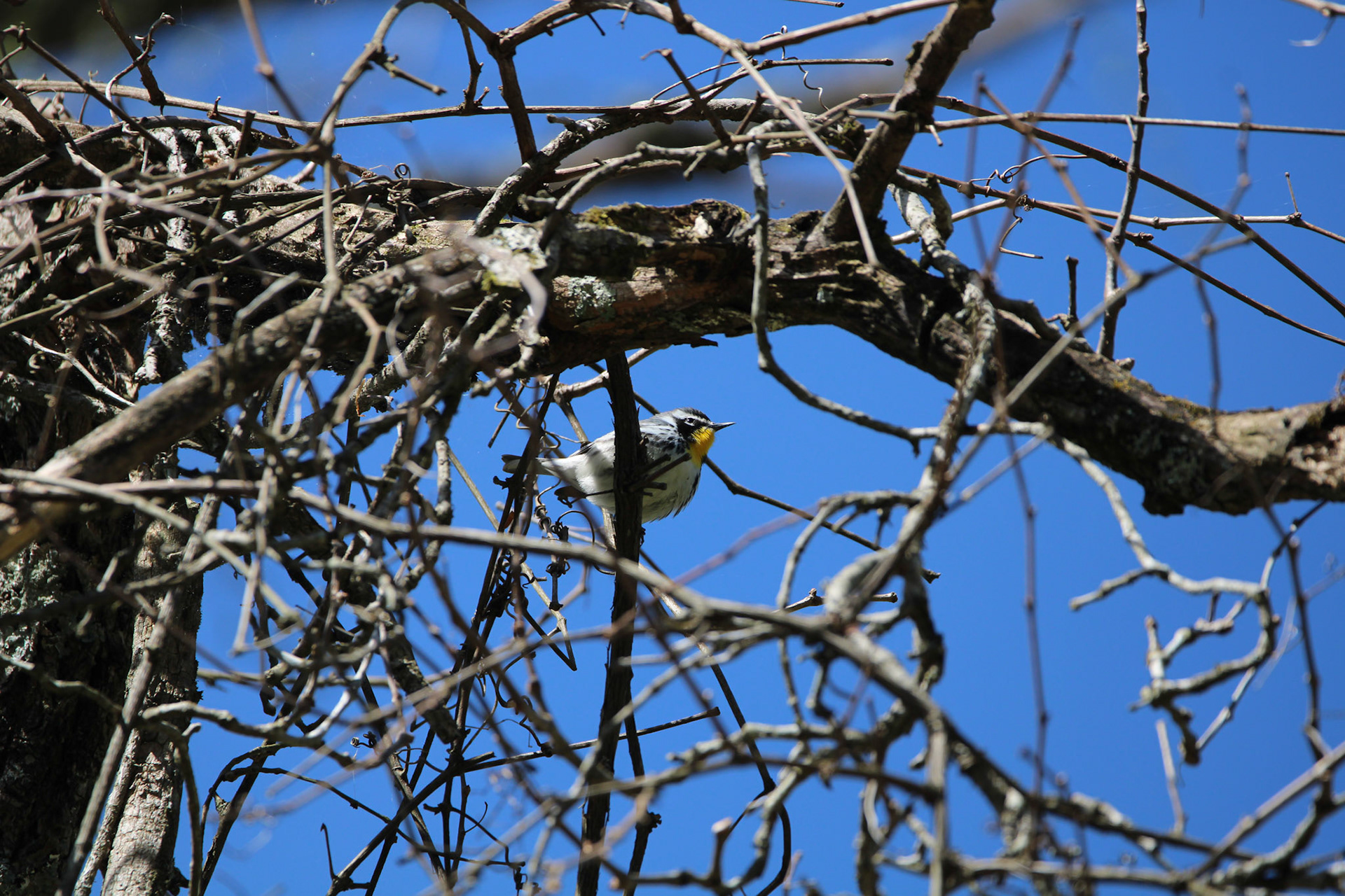 Yellow-throated Warbler