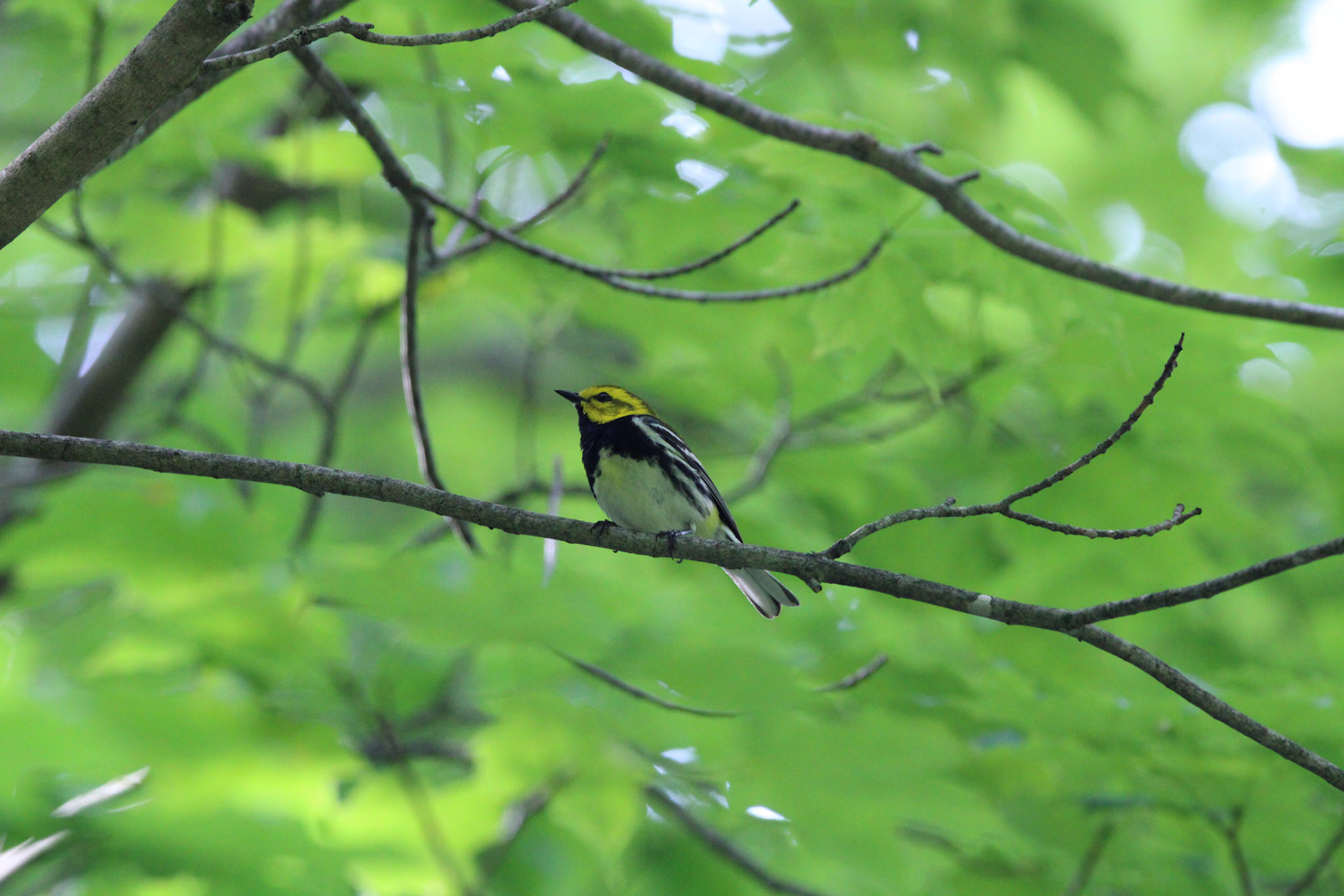 Black-throated Green Warbler