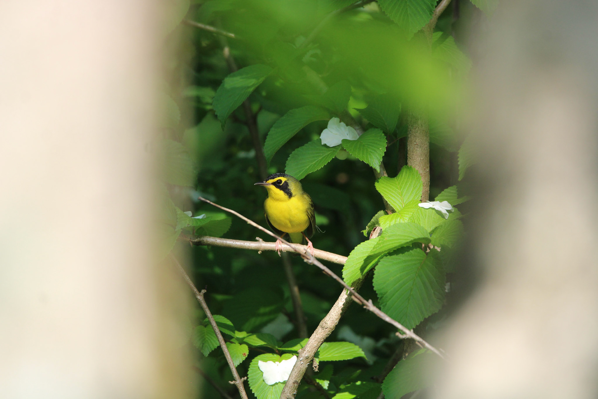 Kentucky Warbler