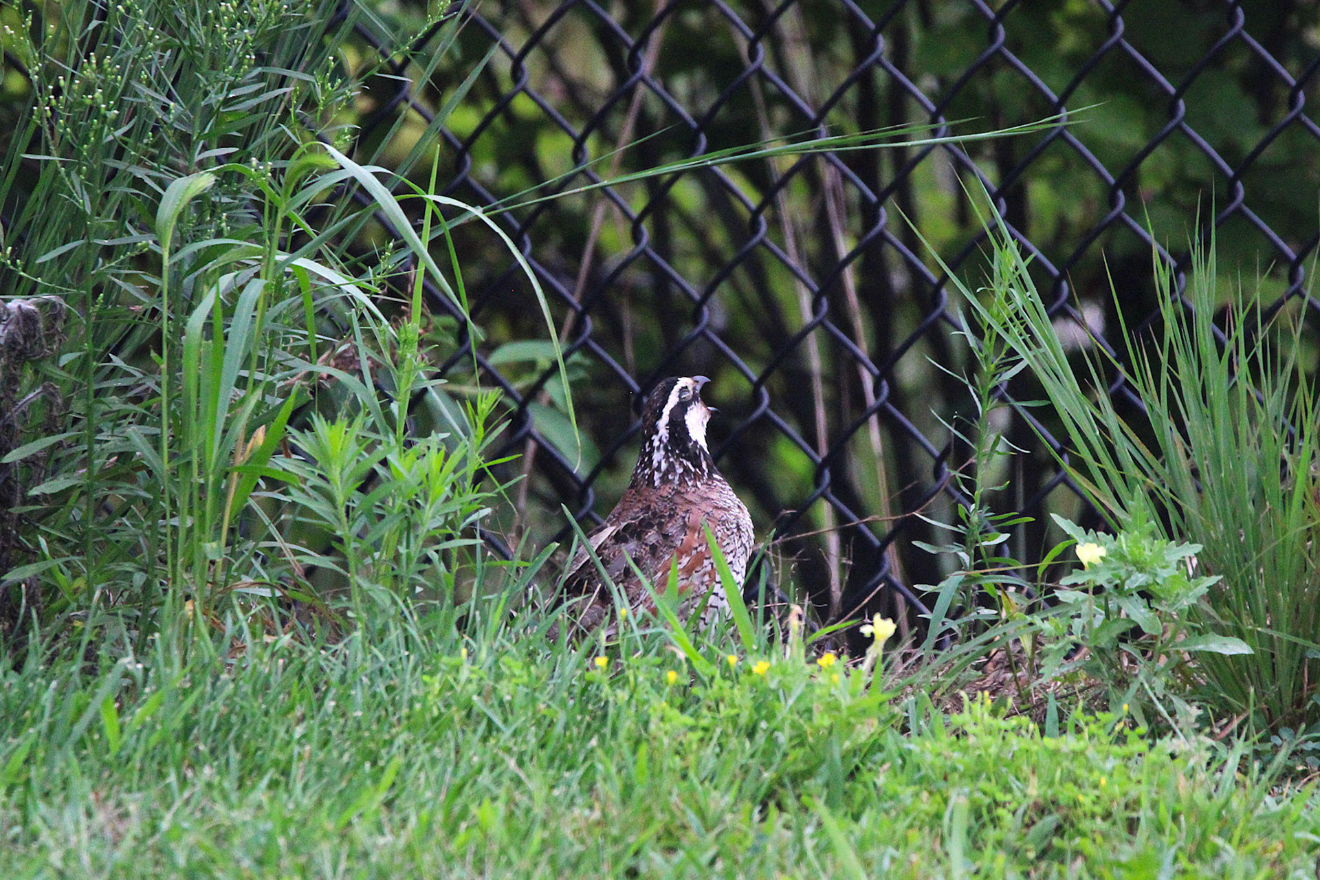 Northern Bobwhite Quail