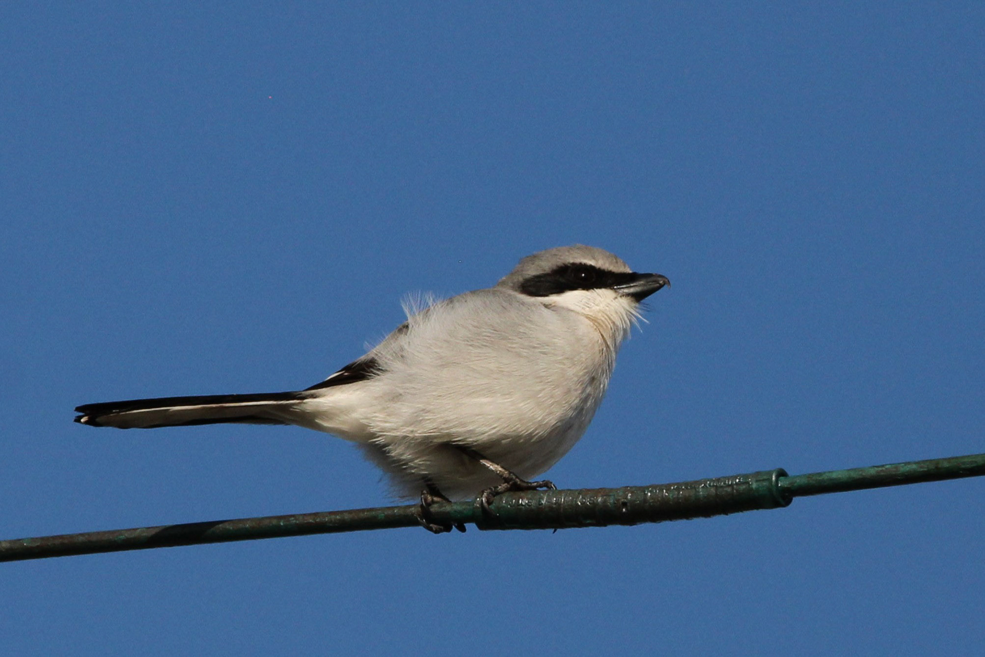 Loggerhead Shrike