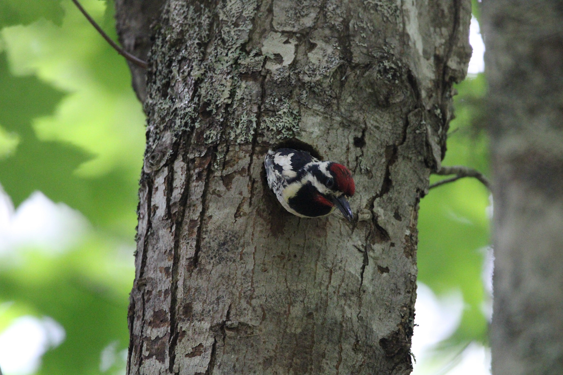 Yellow-bellied Sapsucker