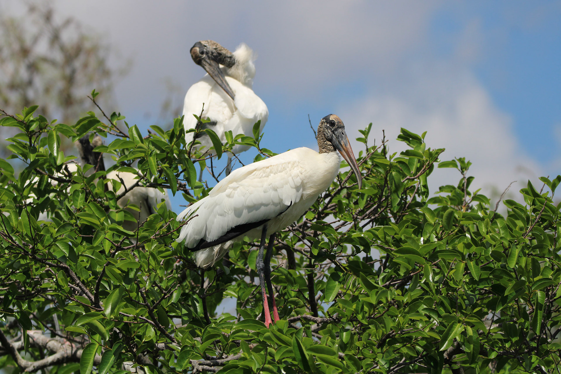 Wood Stork - Wakodahatchee Wetlands