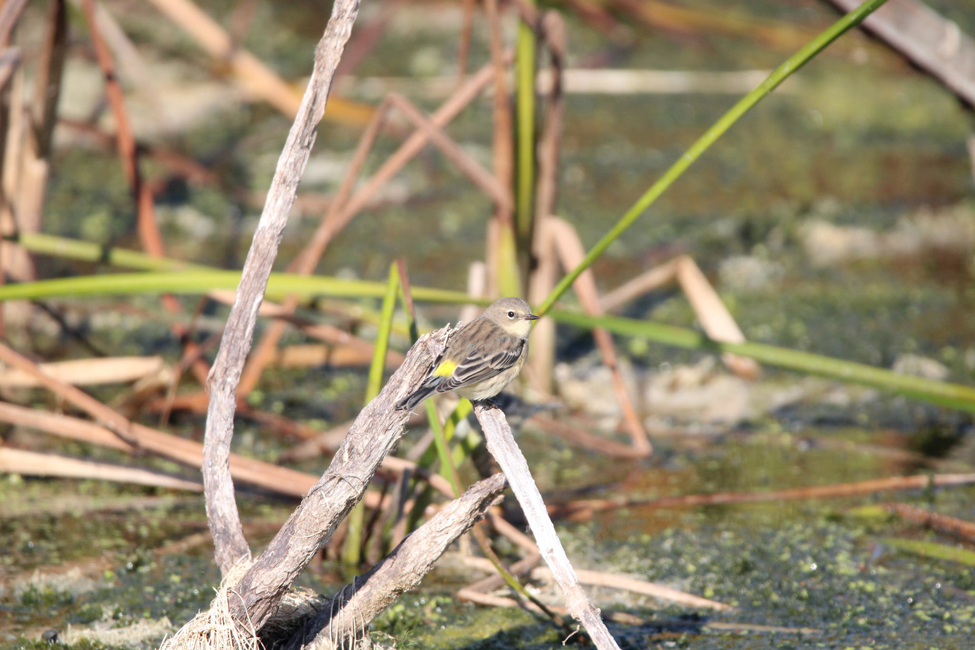 Yellow-rumped Warbler