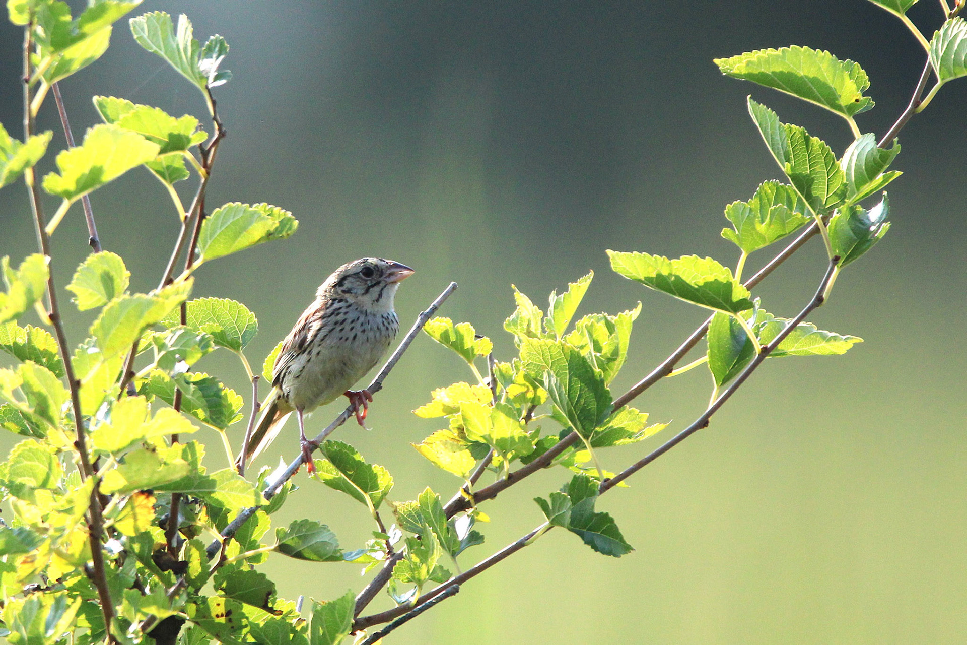 Henslow's Sparrow