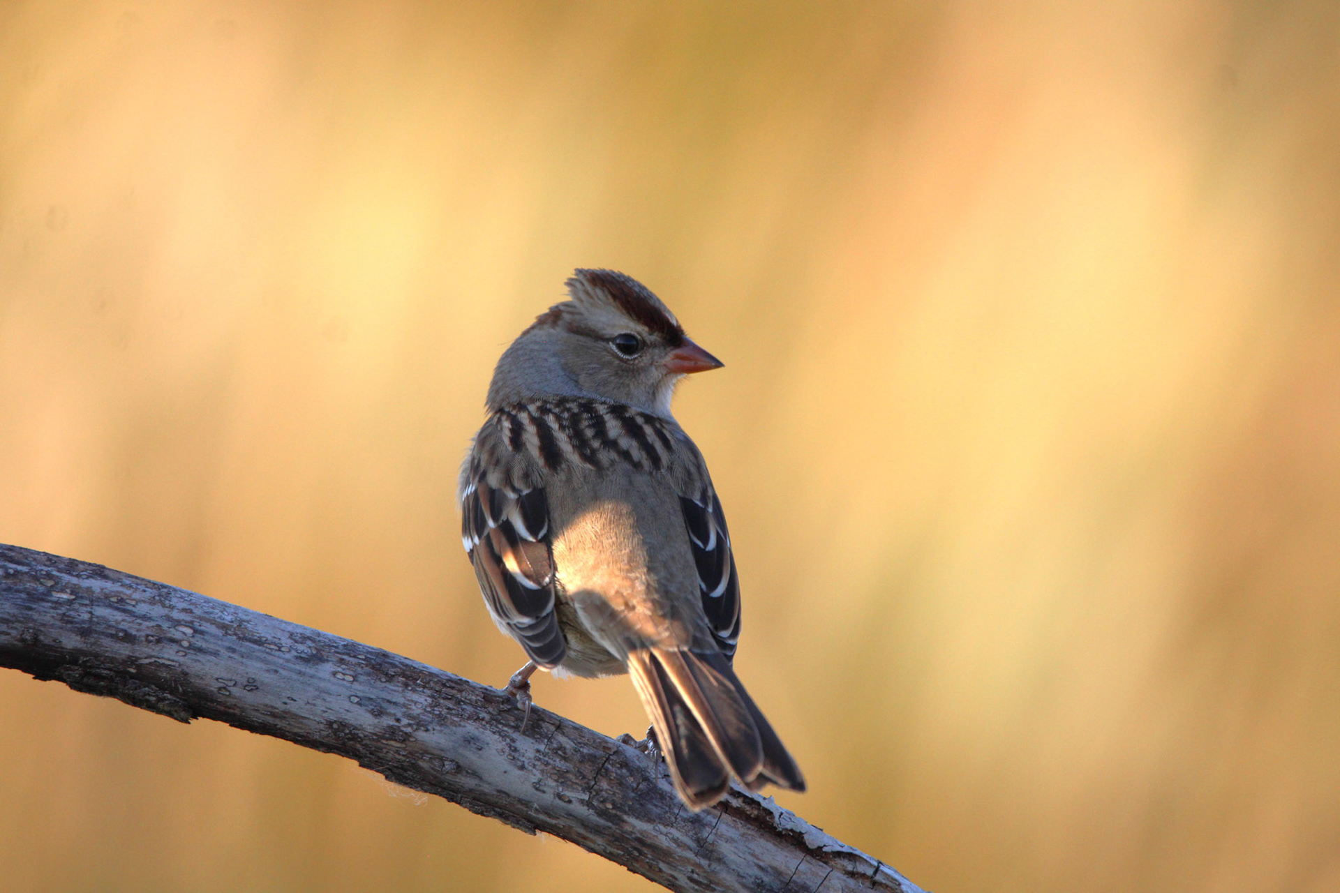 White-crowned Sparrow