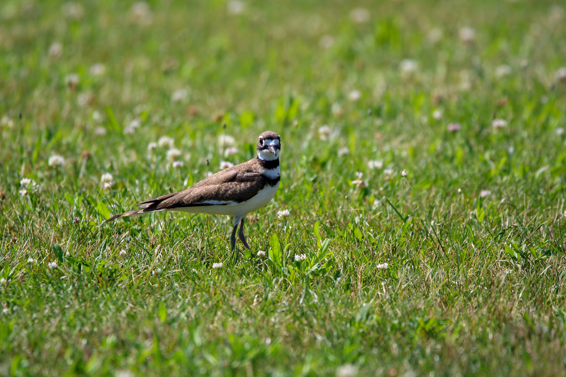 Killdeer - Sterling State Park