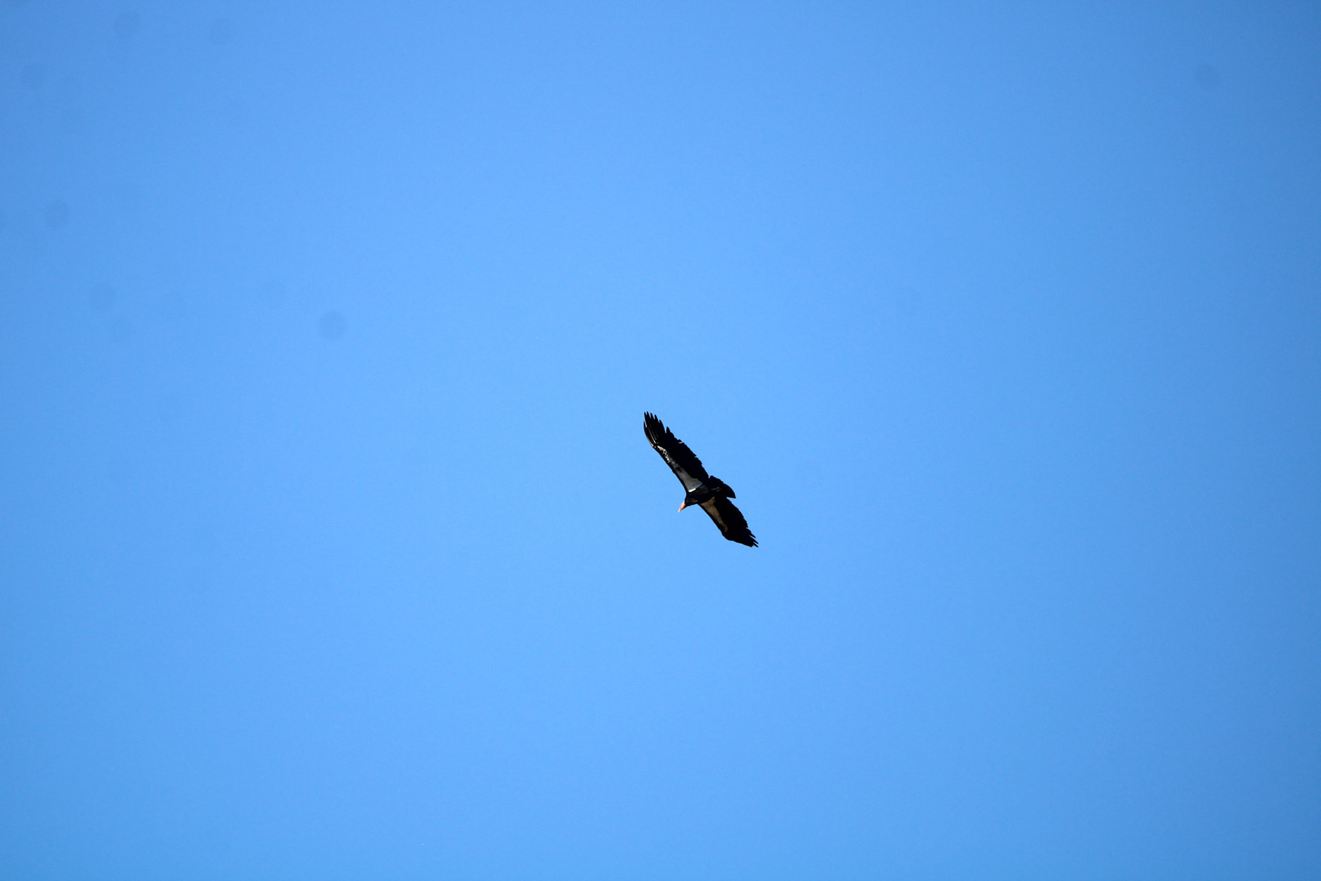 California Condor - Pinnacles National Park