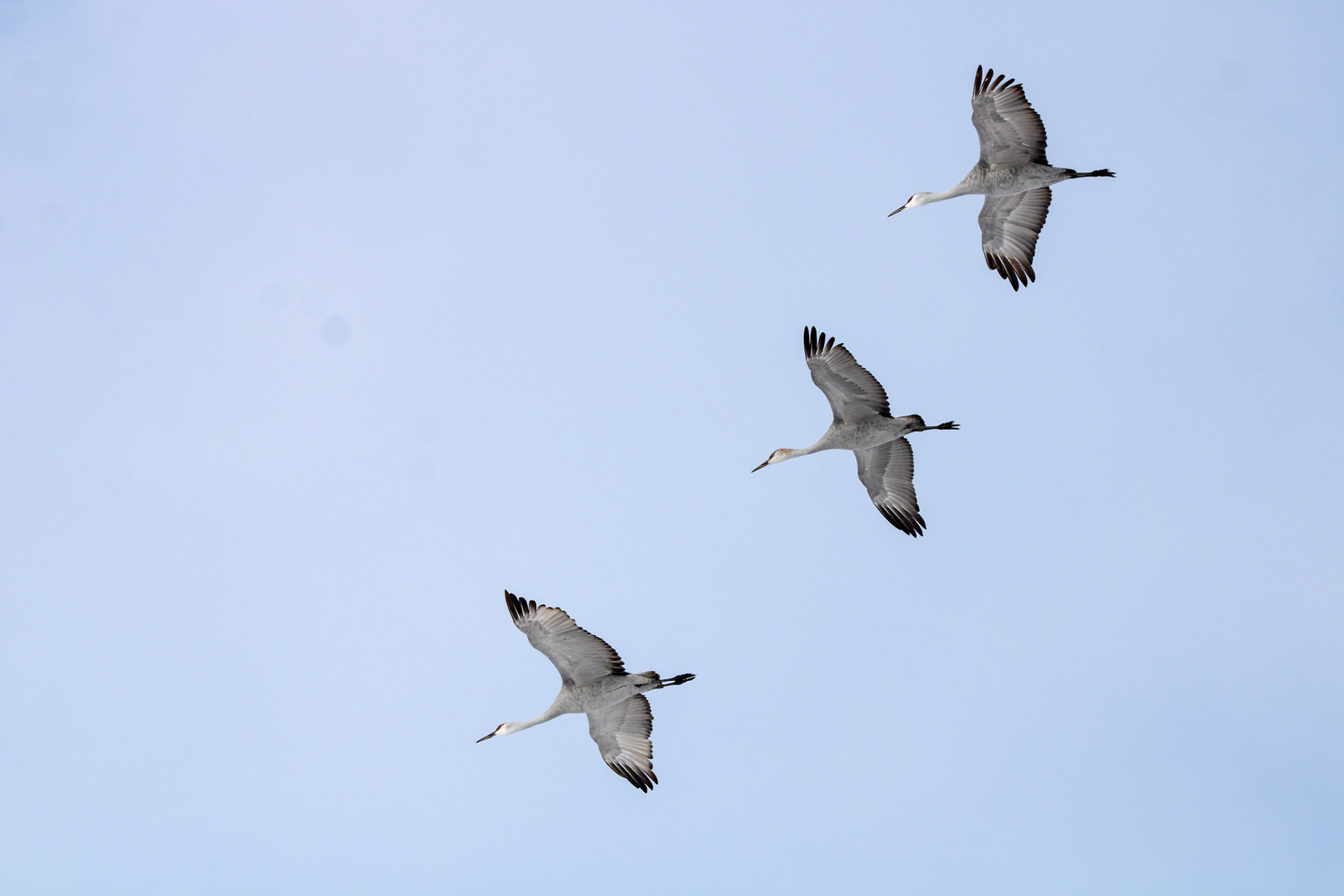 Sandhill Cranes