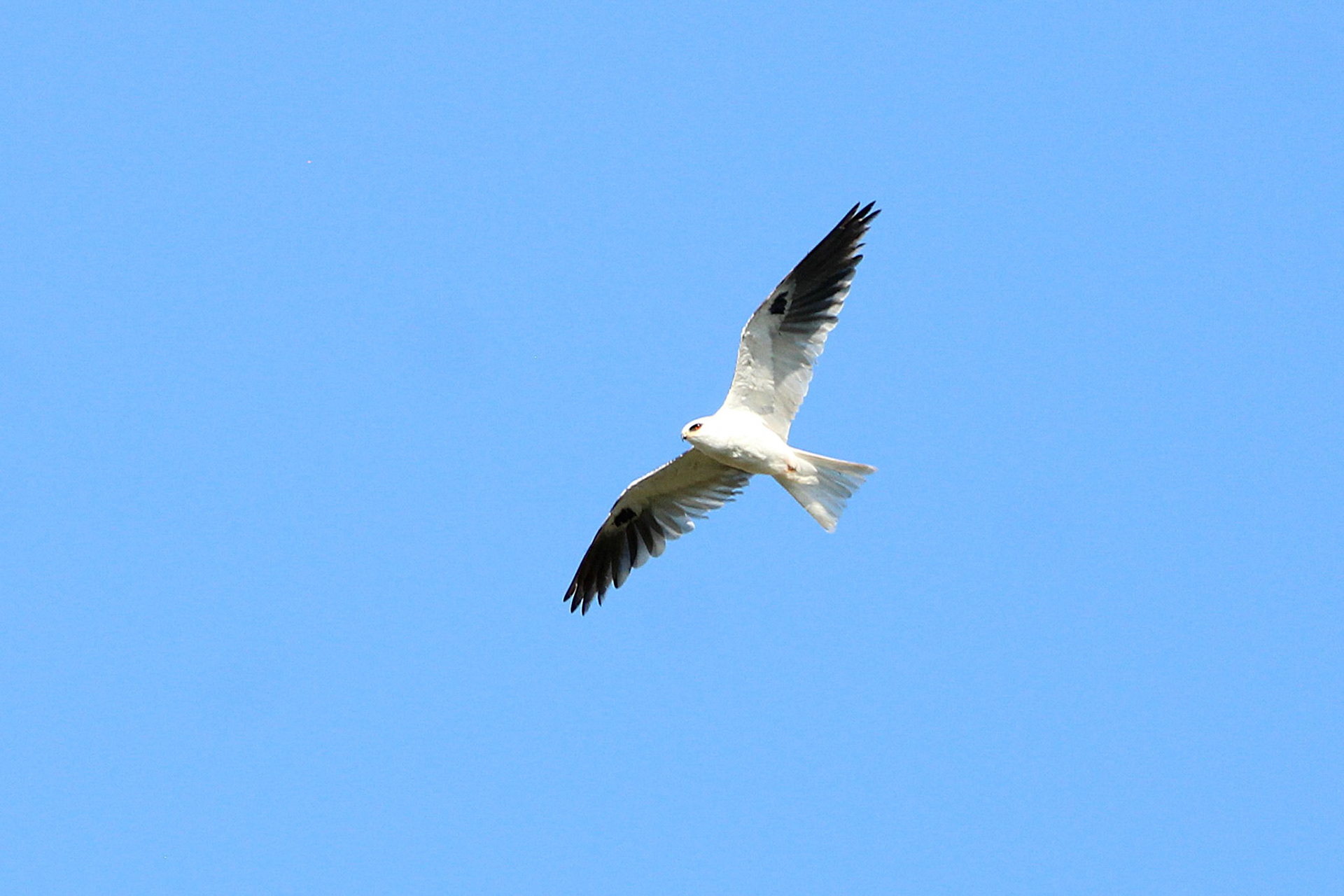 White-tailed Kite - Rotenberger Wildlife Management Area