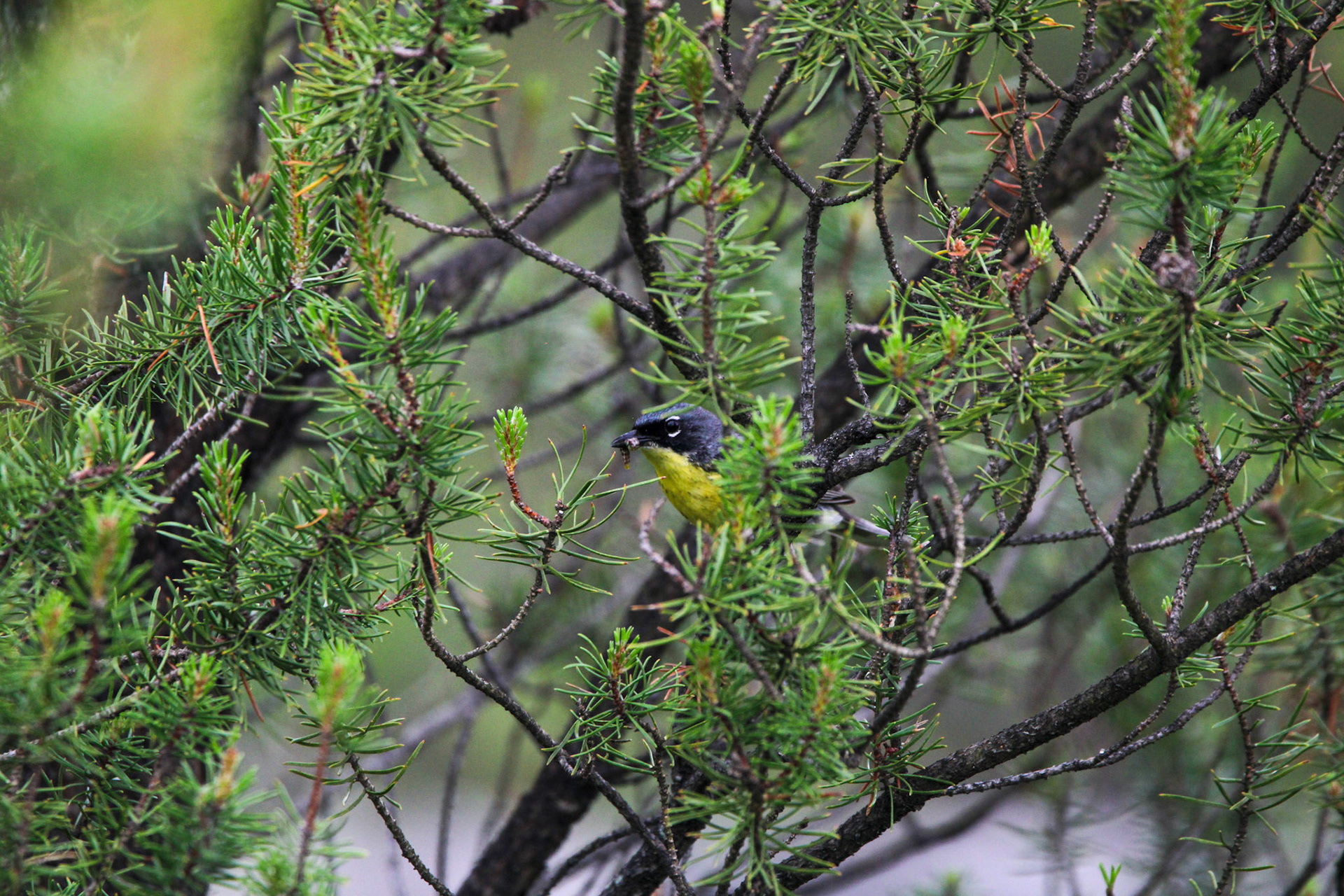 Kirtland's Warbler - Huron National Forest