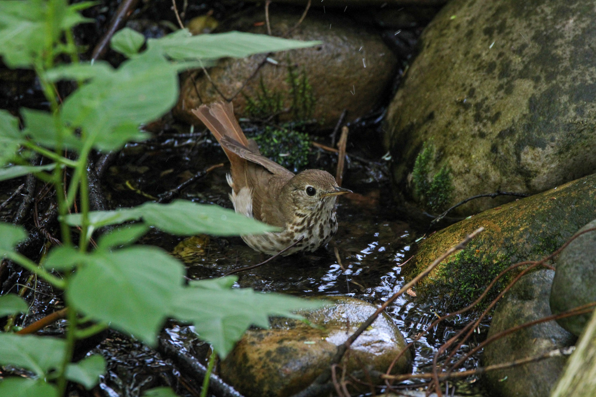 Hermit Thrush - Hartwick Pines State Park