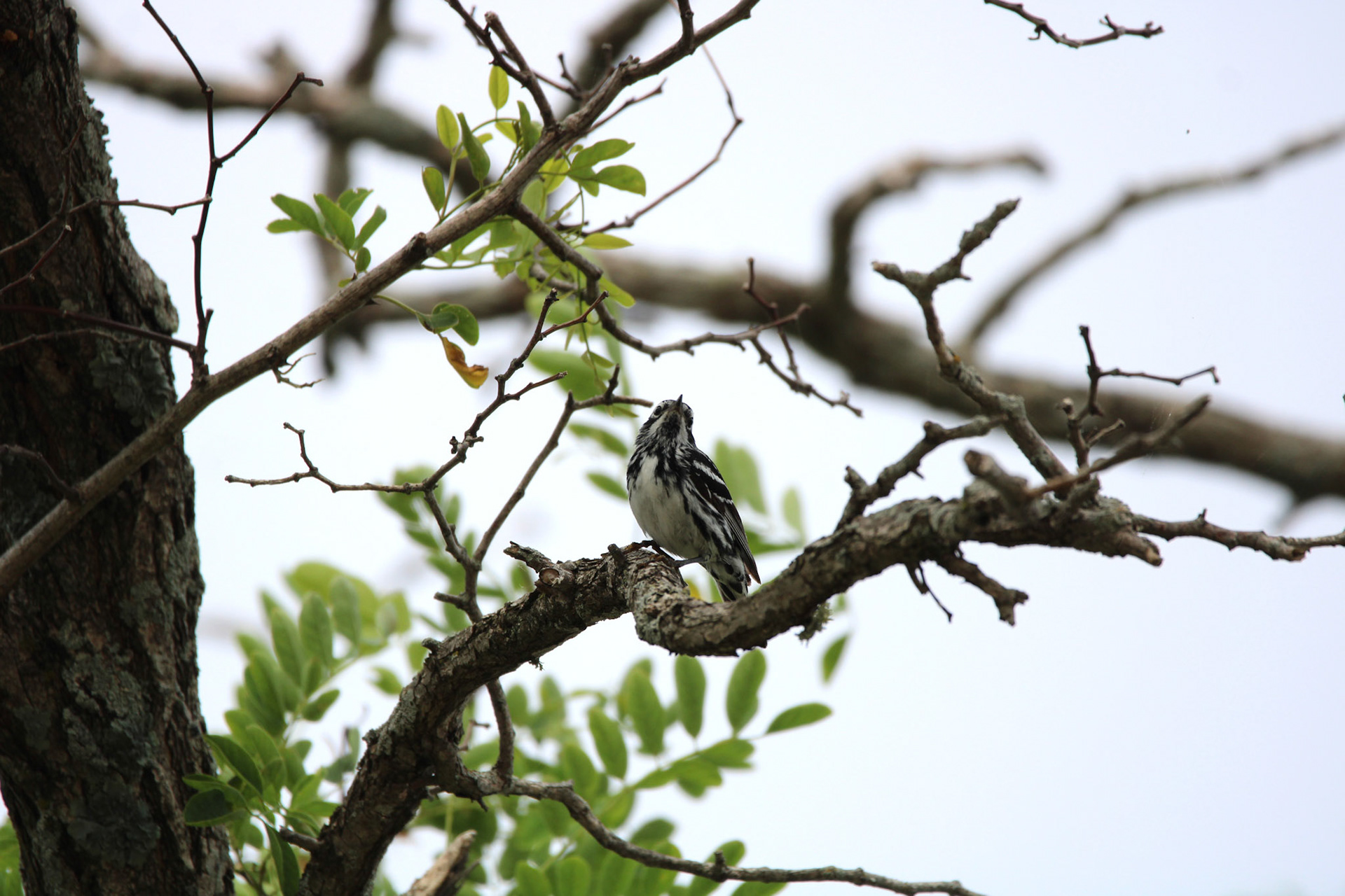 Black-and-White Warbler