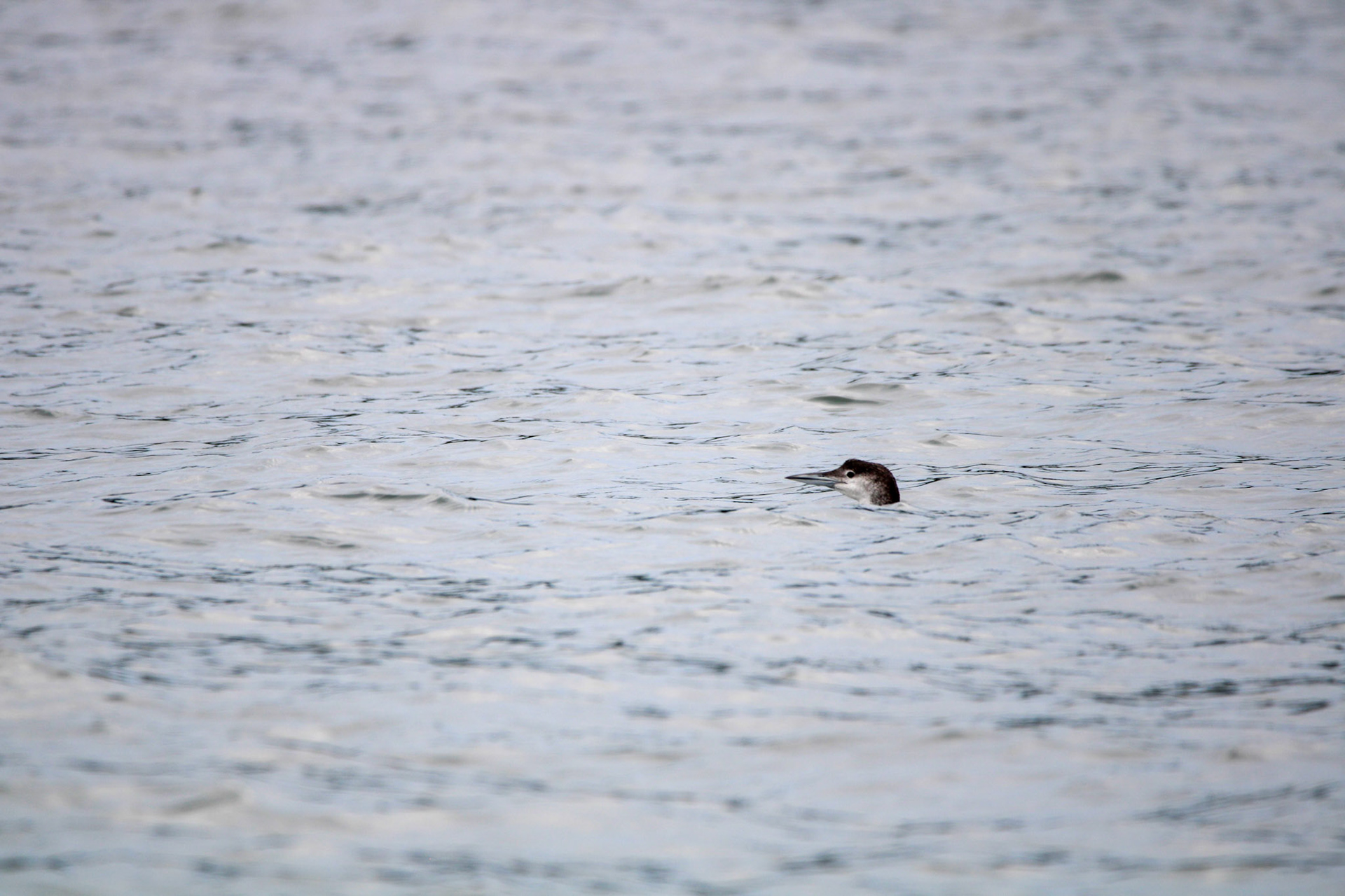 Common Loon by Ryan