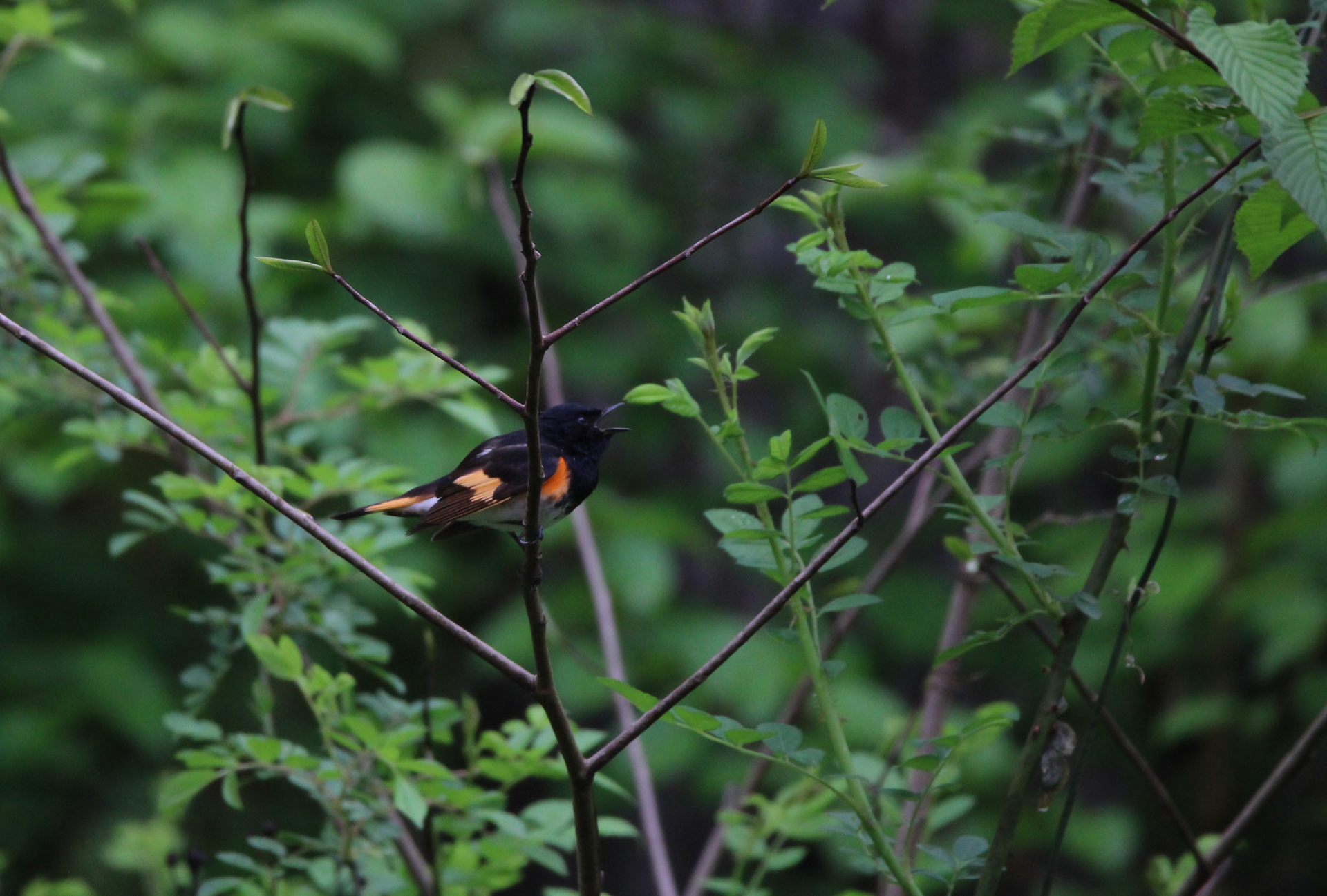 American Redstart