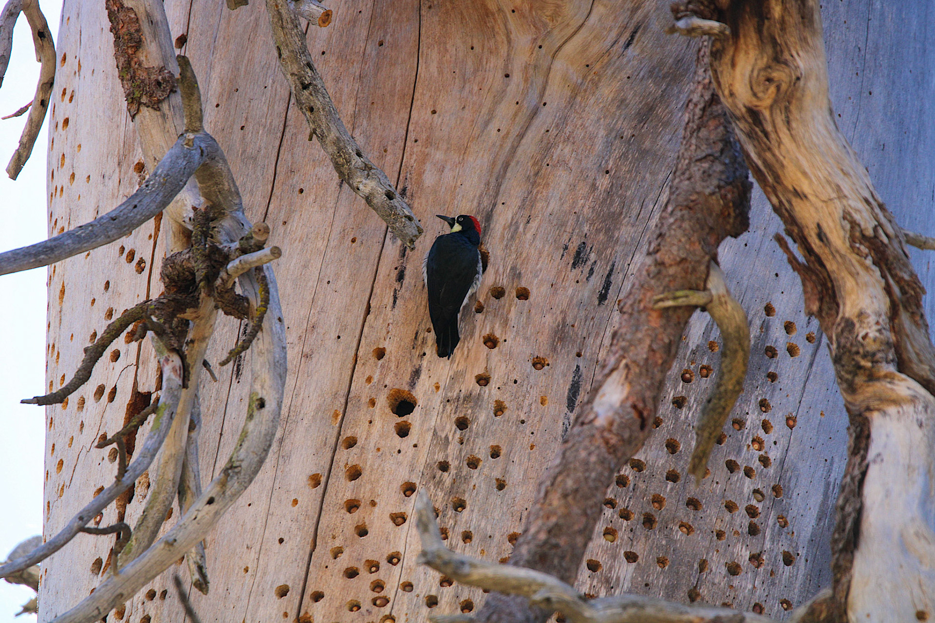 Acorn Woodpecker - Yosemite Valley