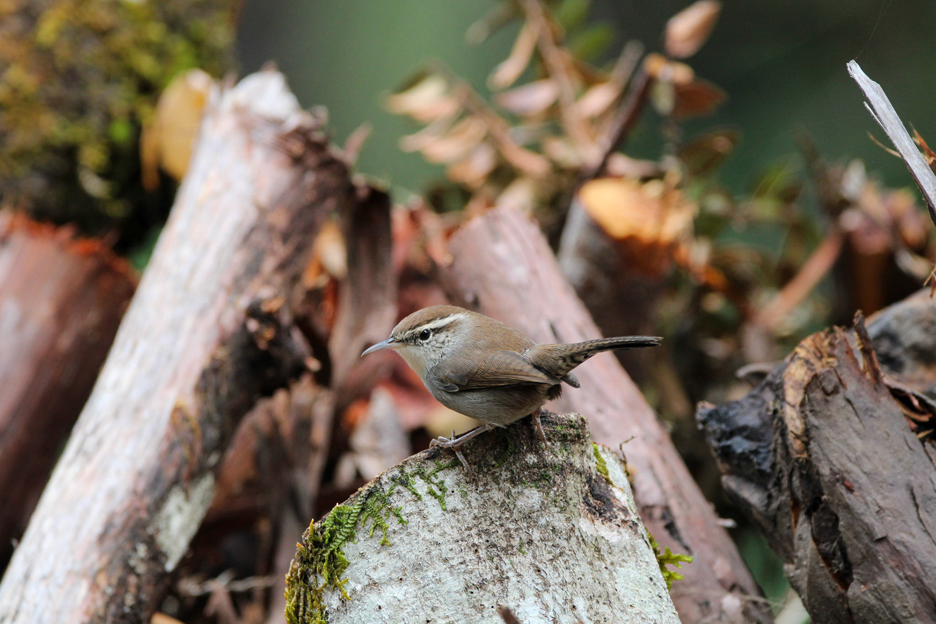 Bewick's Wren - Big Basin Redwoods State Park