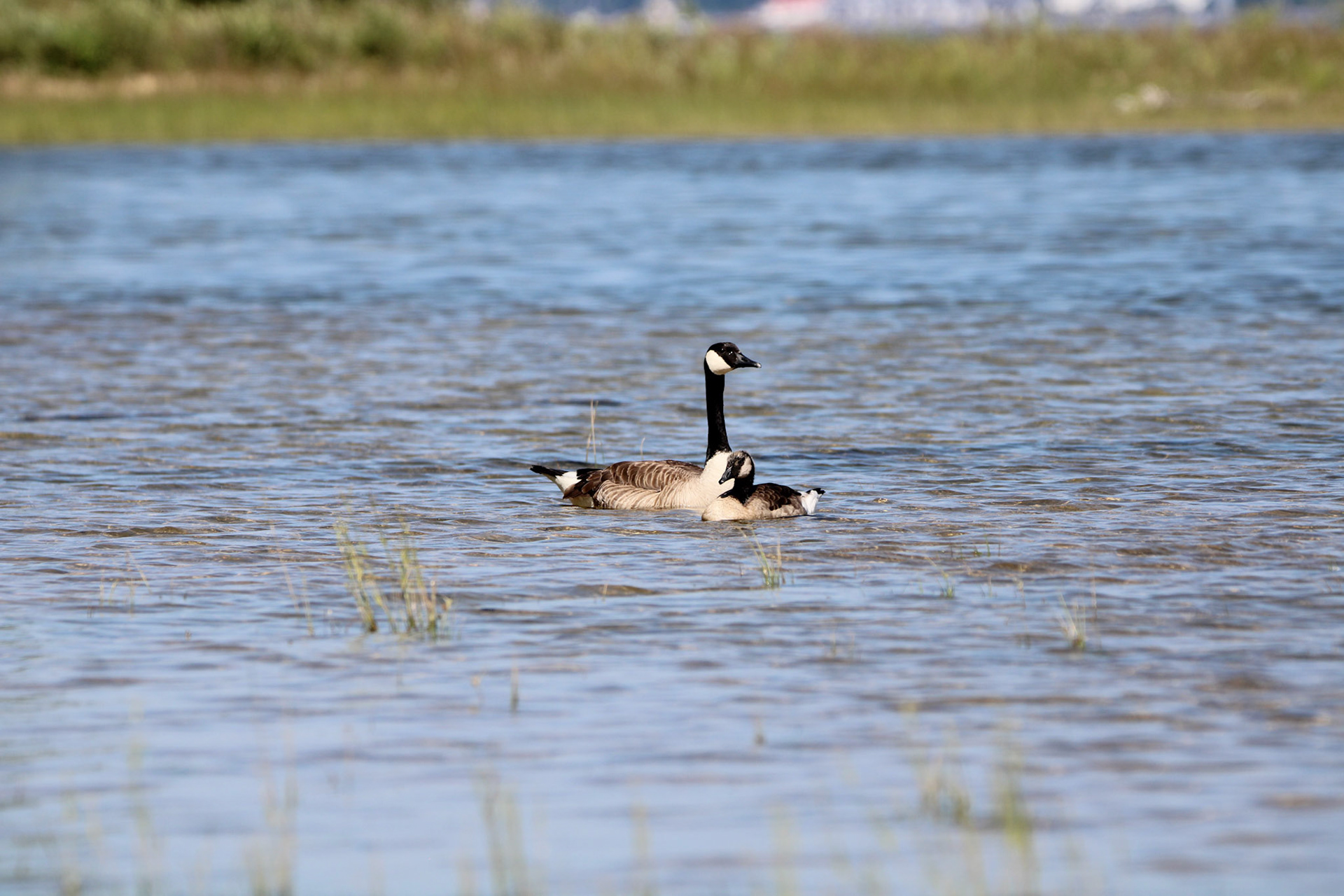 Canada Goose