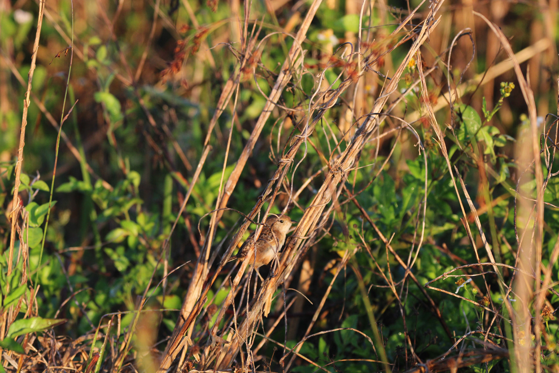 Sedge Wren - Holey Land Wildlife Management Area