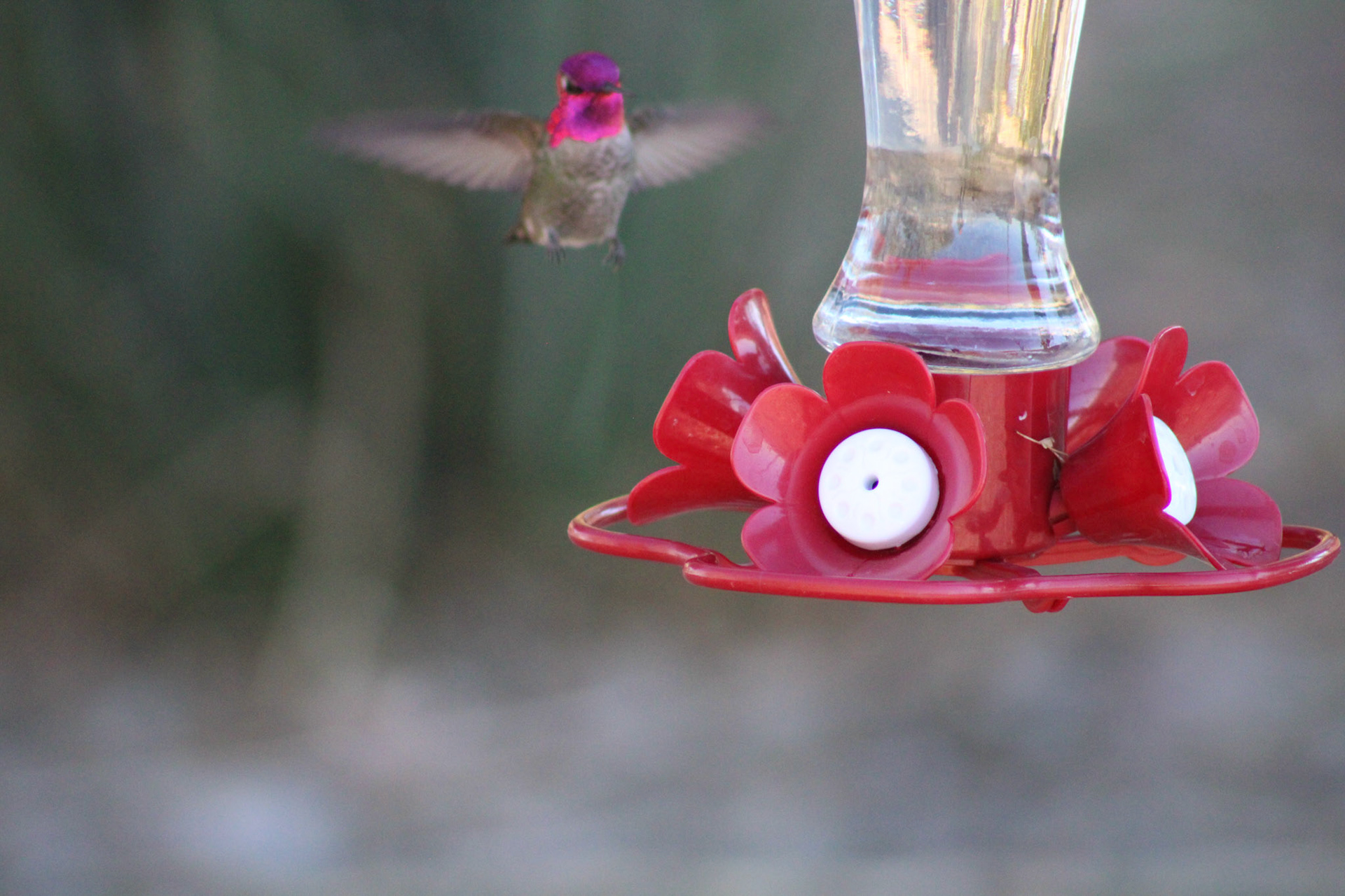 Anna's Hummingbird