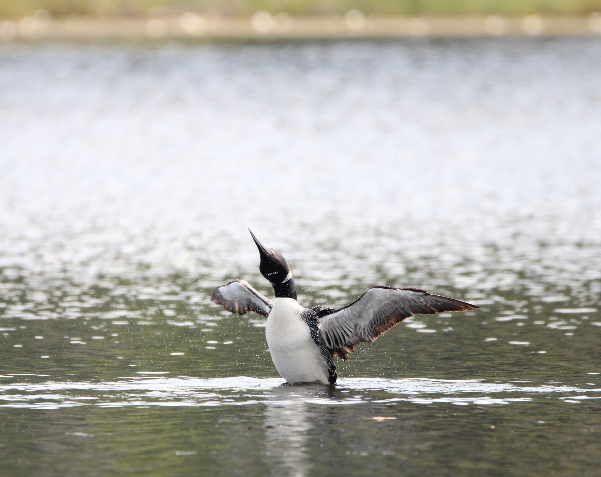 Common Loon