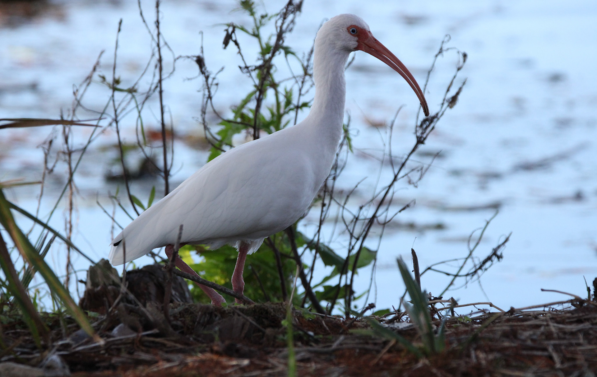 White Ibis