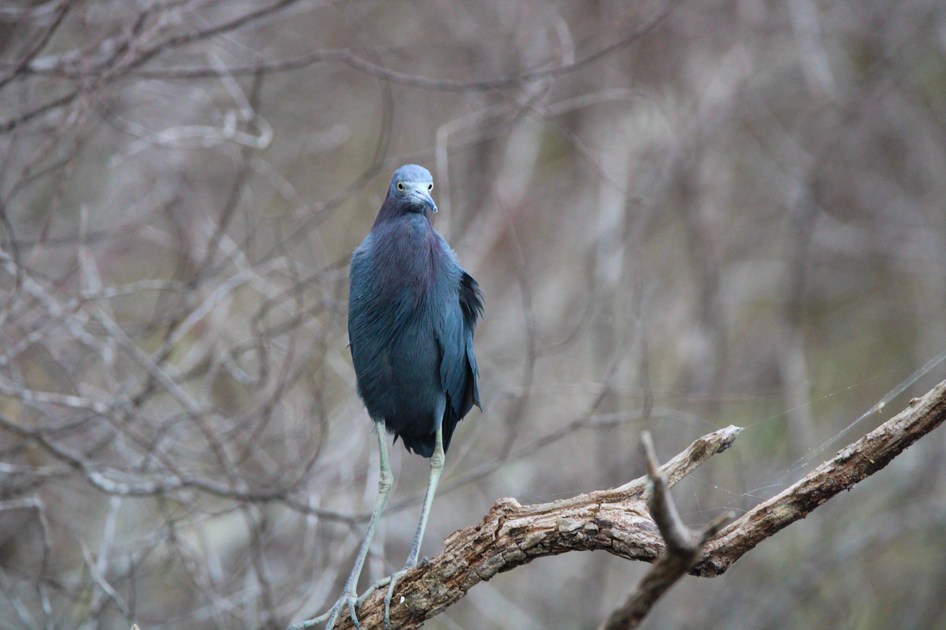 Little Blue Heron