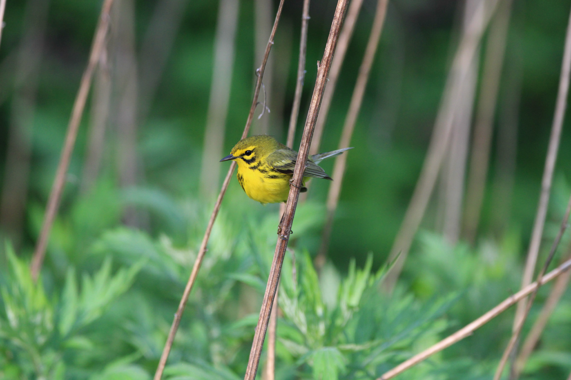 Prairie Warbler