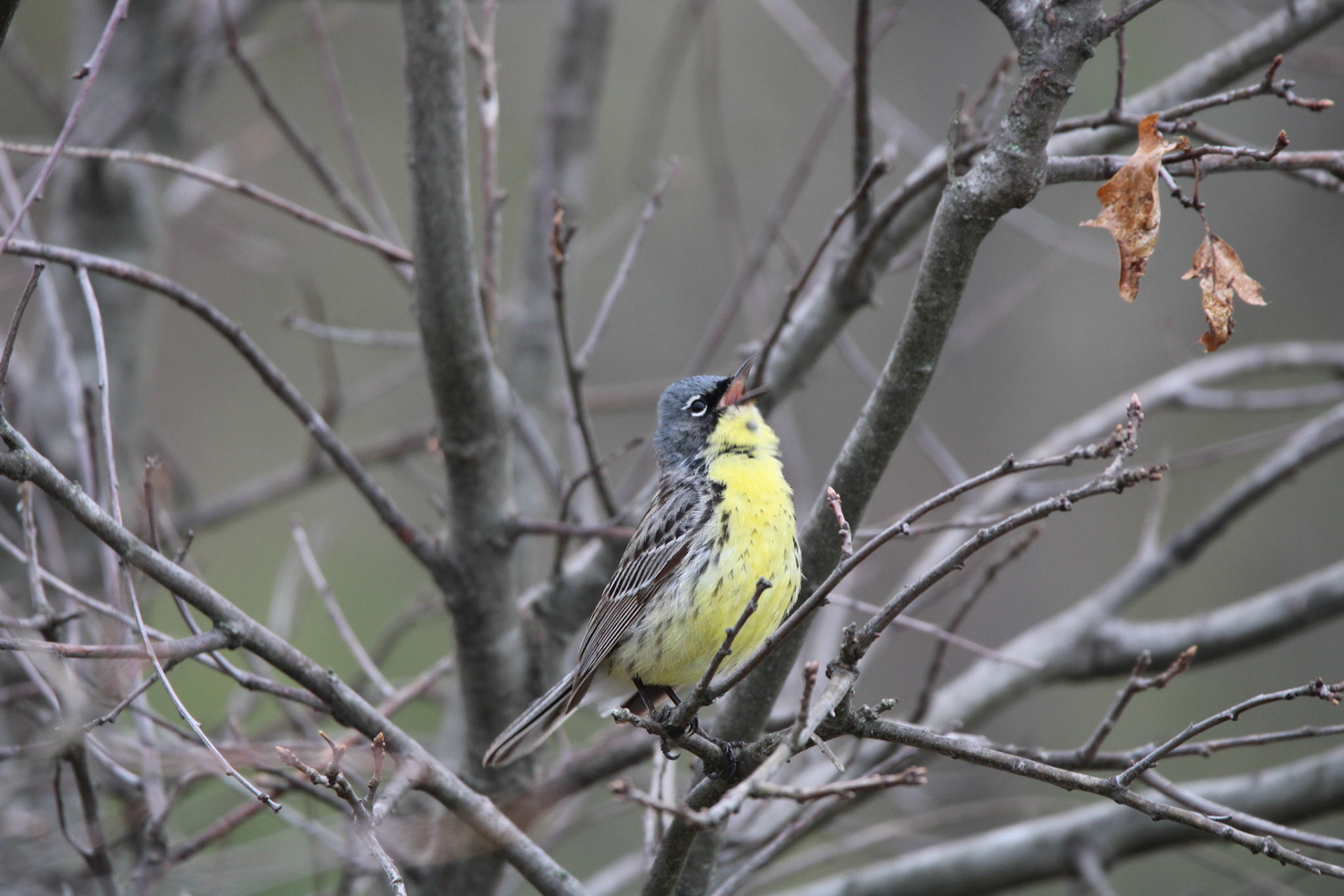 Kirtland's Warbler