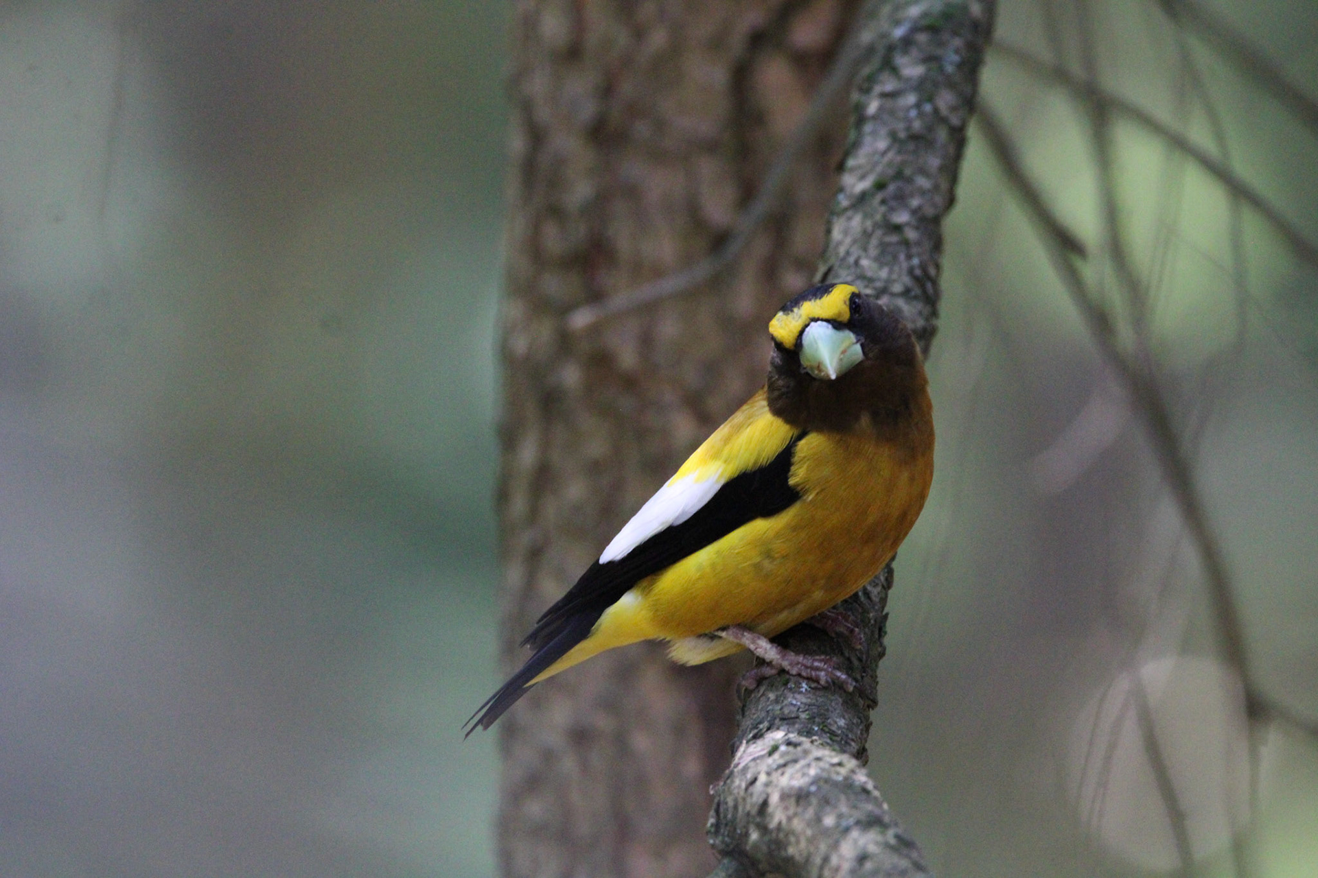 Evening Grosbeak