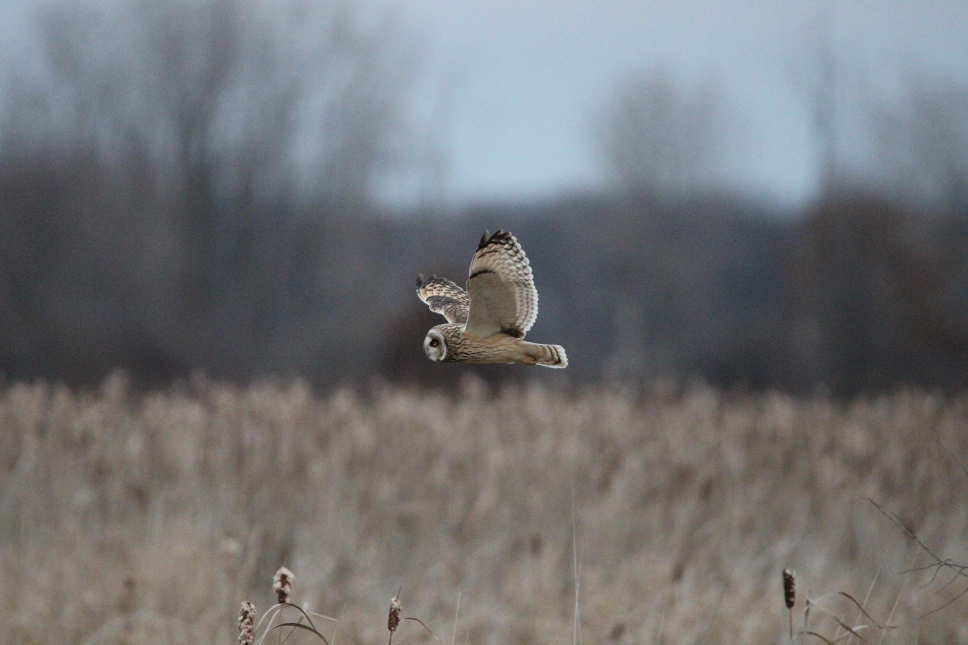 Short-eared Owl