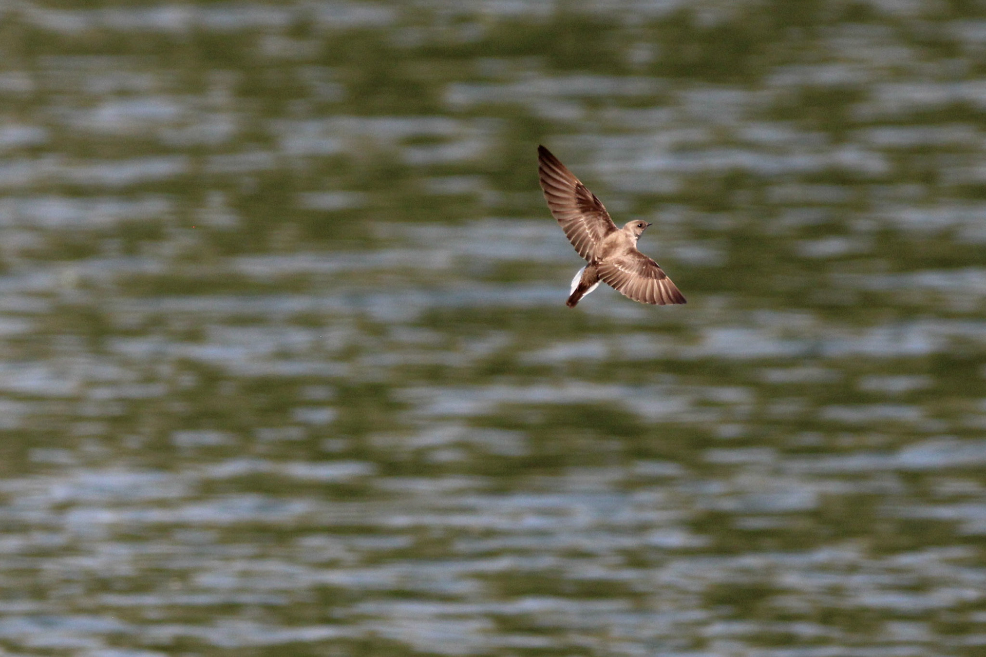 Rough-winged Swallow