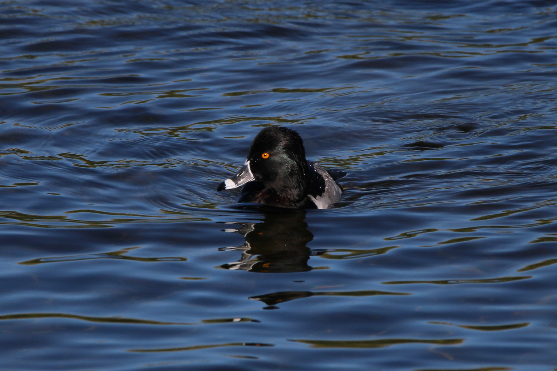 Ring-necked Duck