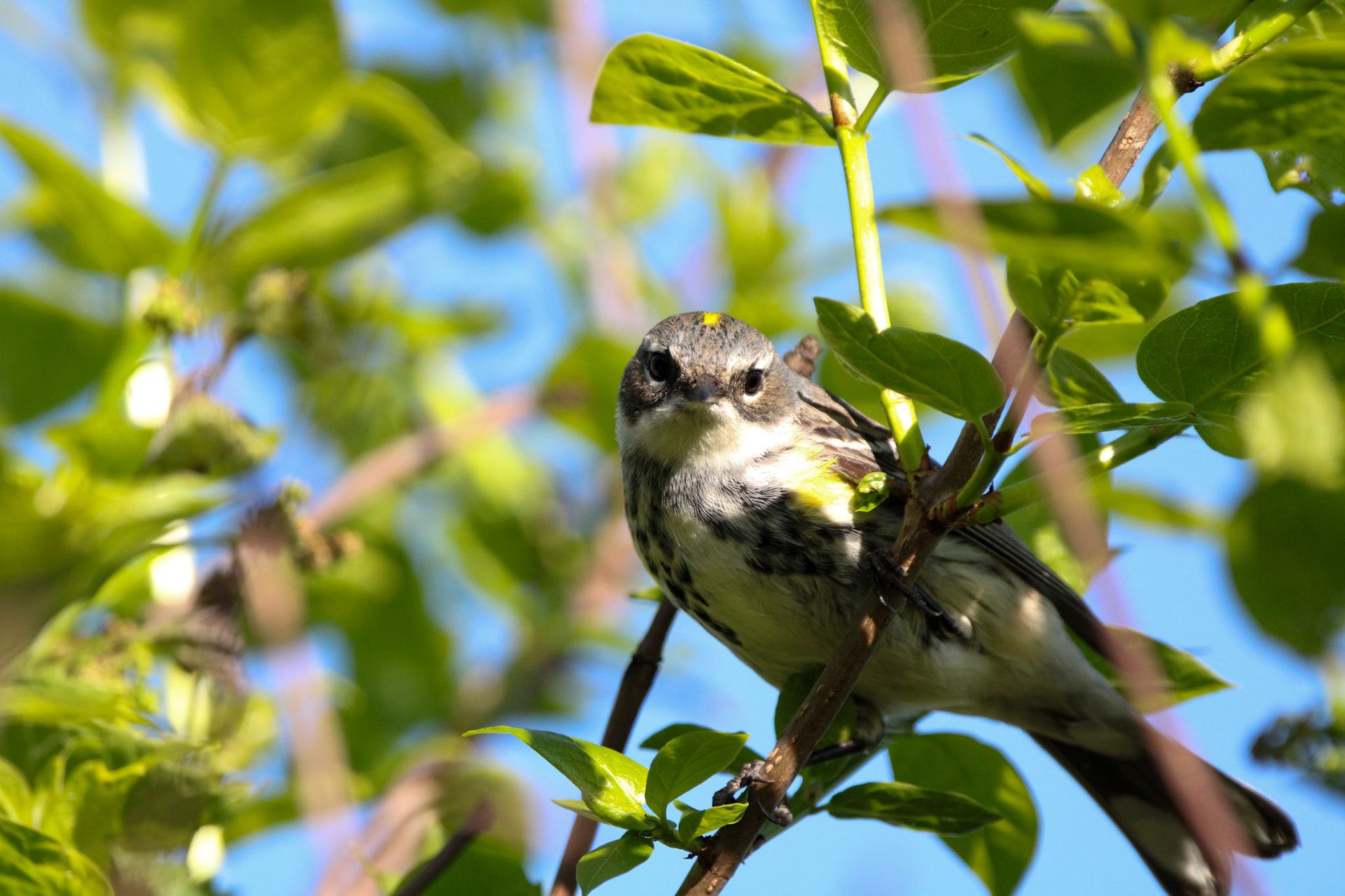 Yellow-rumped Warbler (F)
