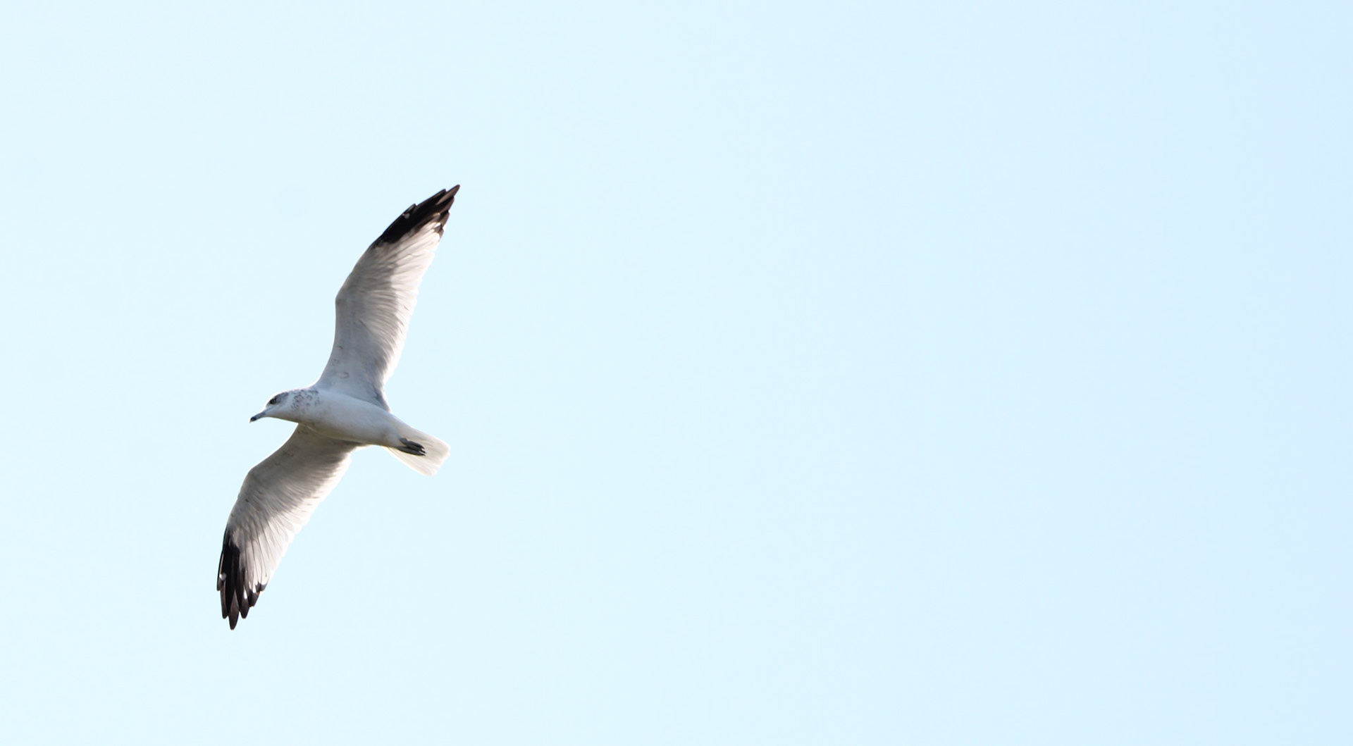 Ring-billed Gull