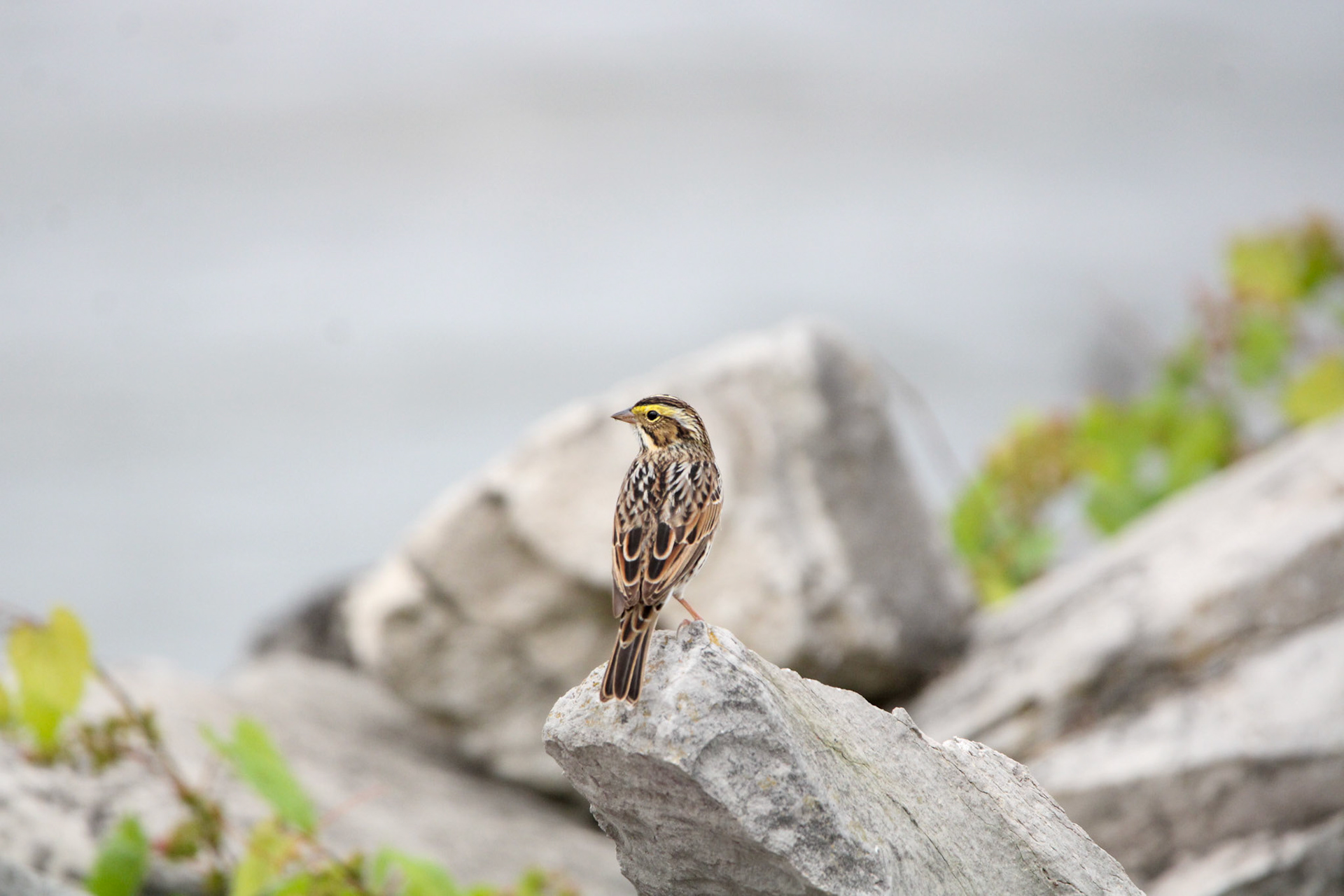 Savannah Sparrow