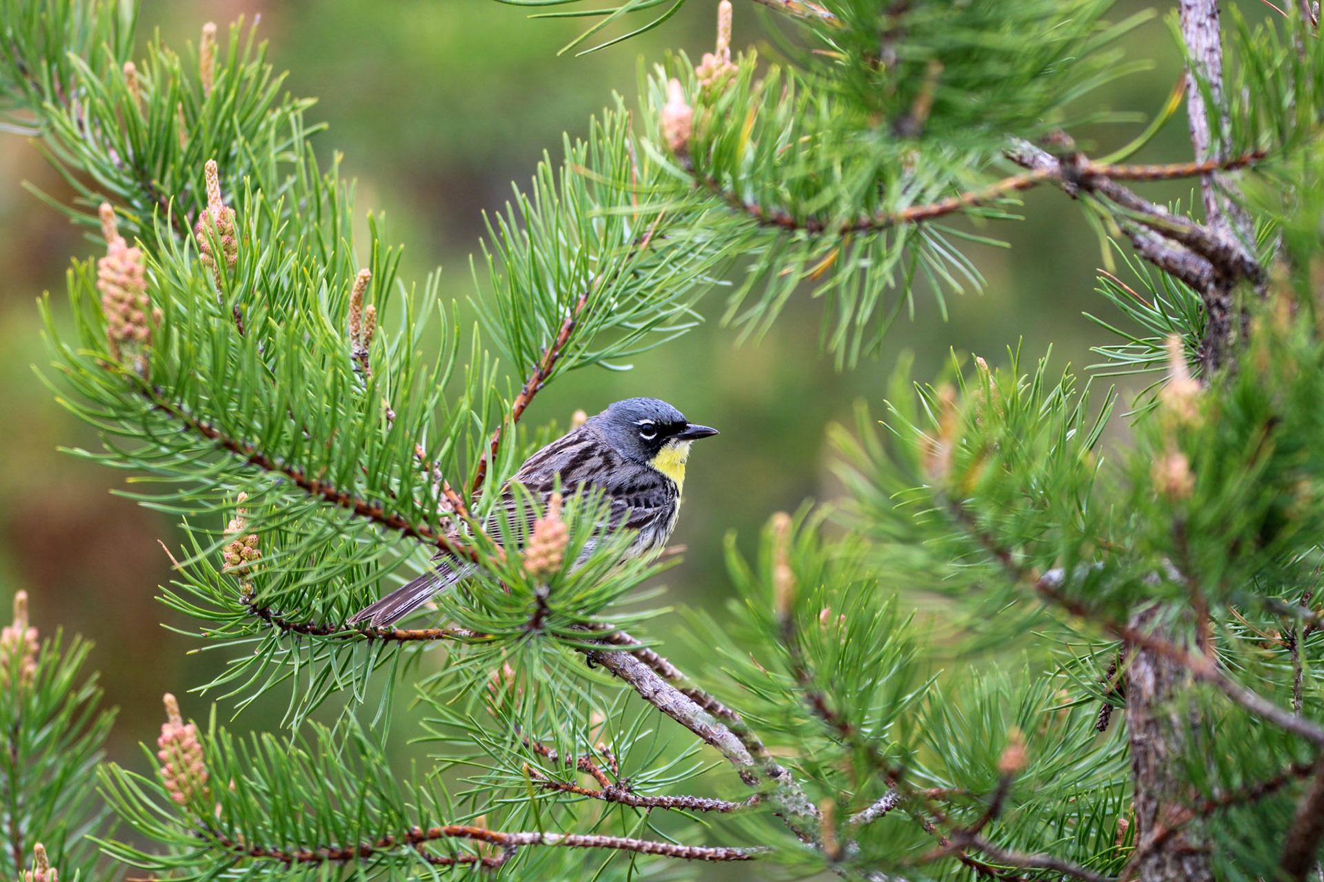 Kirtland's Warbler