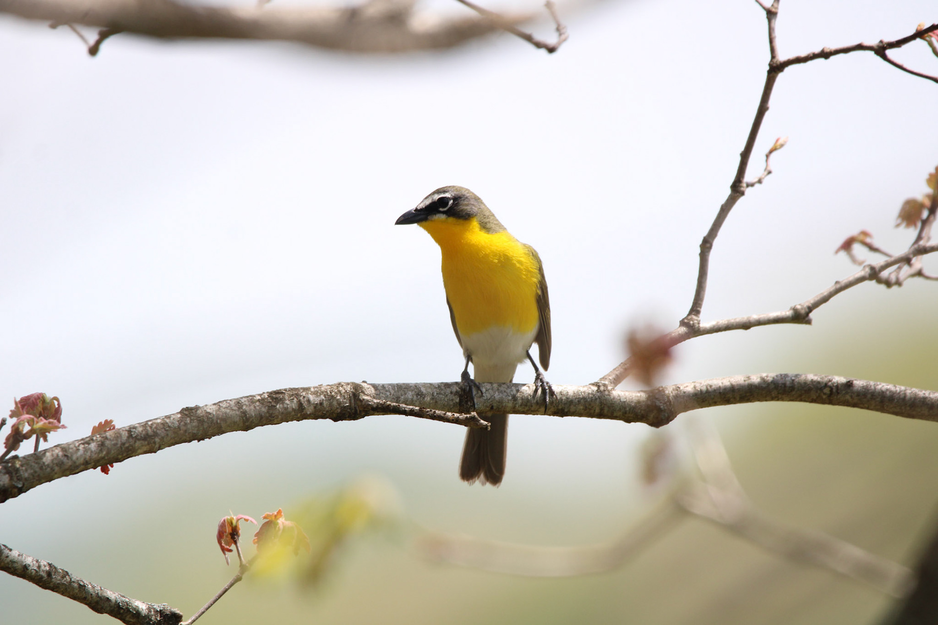 Yellow-breasted Chat