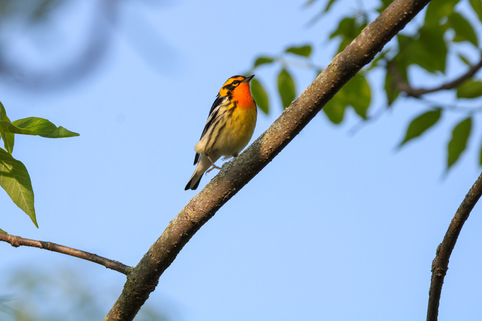 Blackburnian Warbler