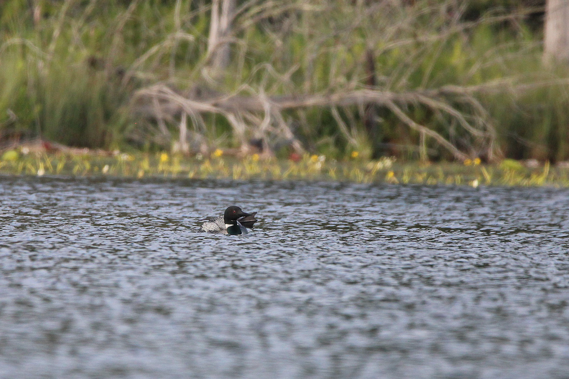 Common Loon