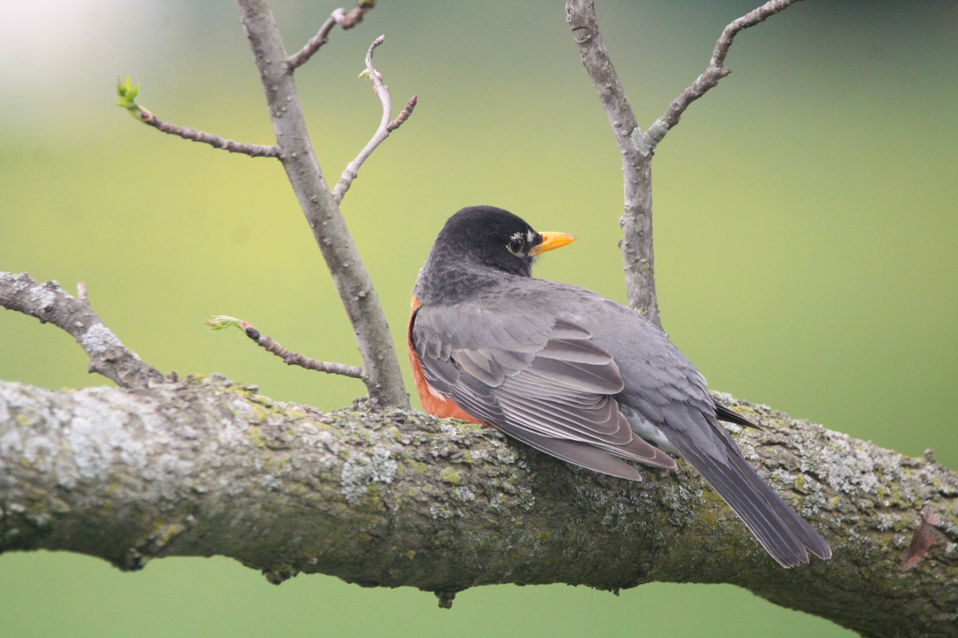 American Robin