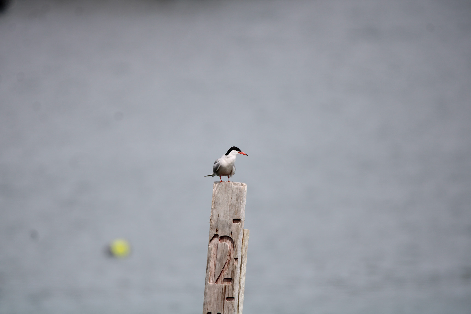 Common Tern